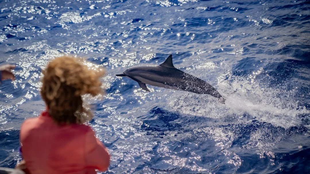 A few of our favorite dolphin moments lately. 🐬

Which photo is your favorite? Let us know below👇 

We most commonly spot dolphins on our Lānaʻi tours, but every encounter is a little different. Want to learn more about the dolphins we see around M