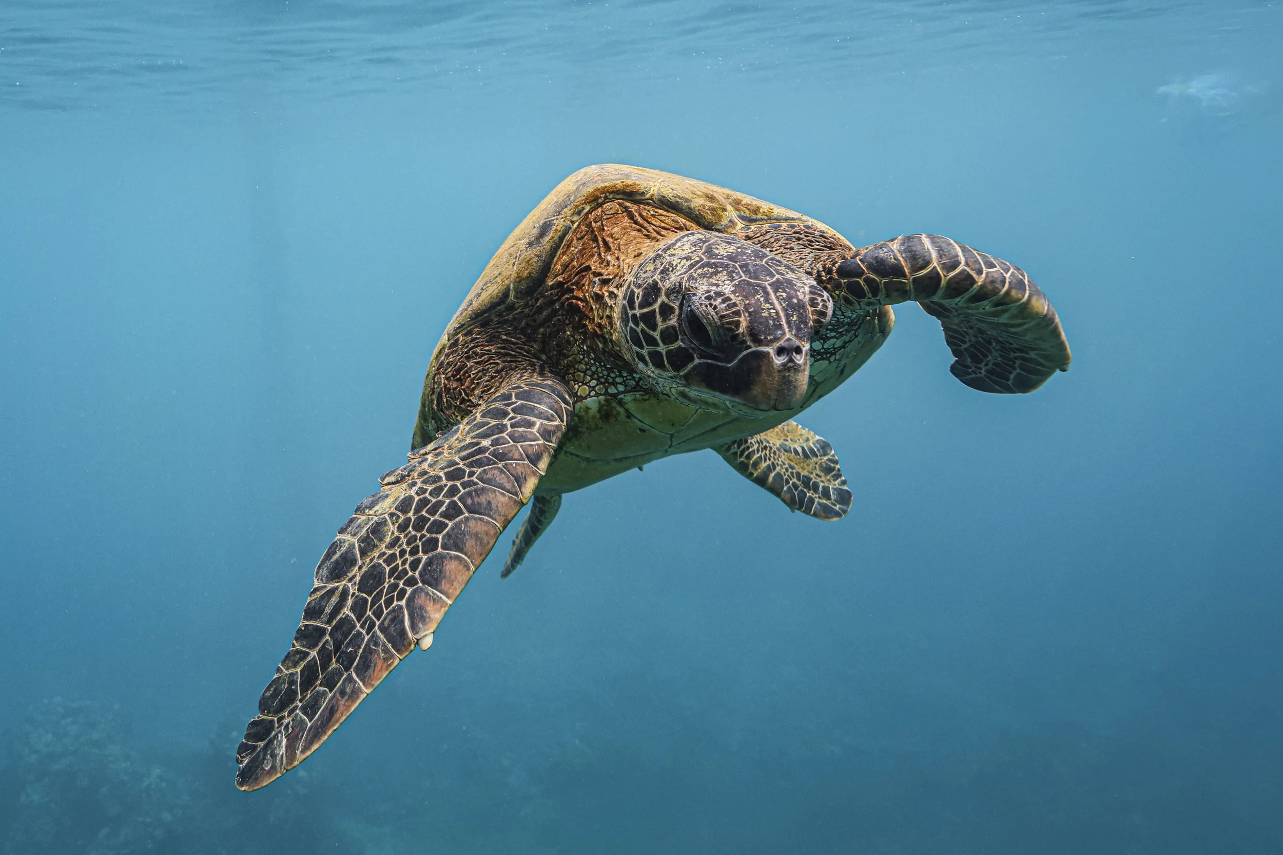 It's Turtle Time in Hawai'i  
