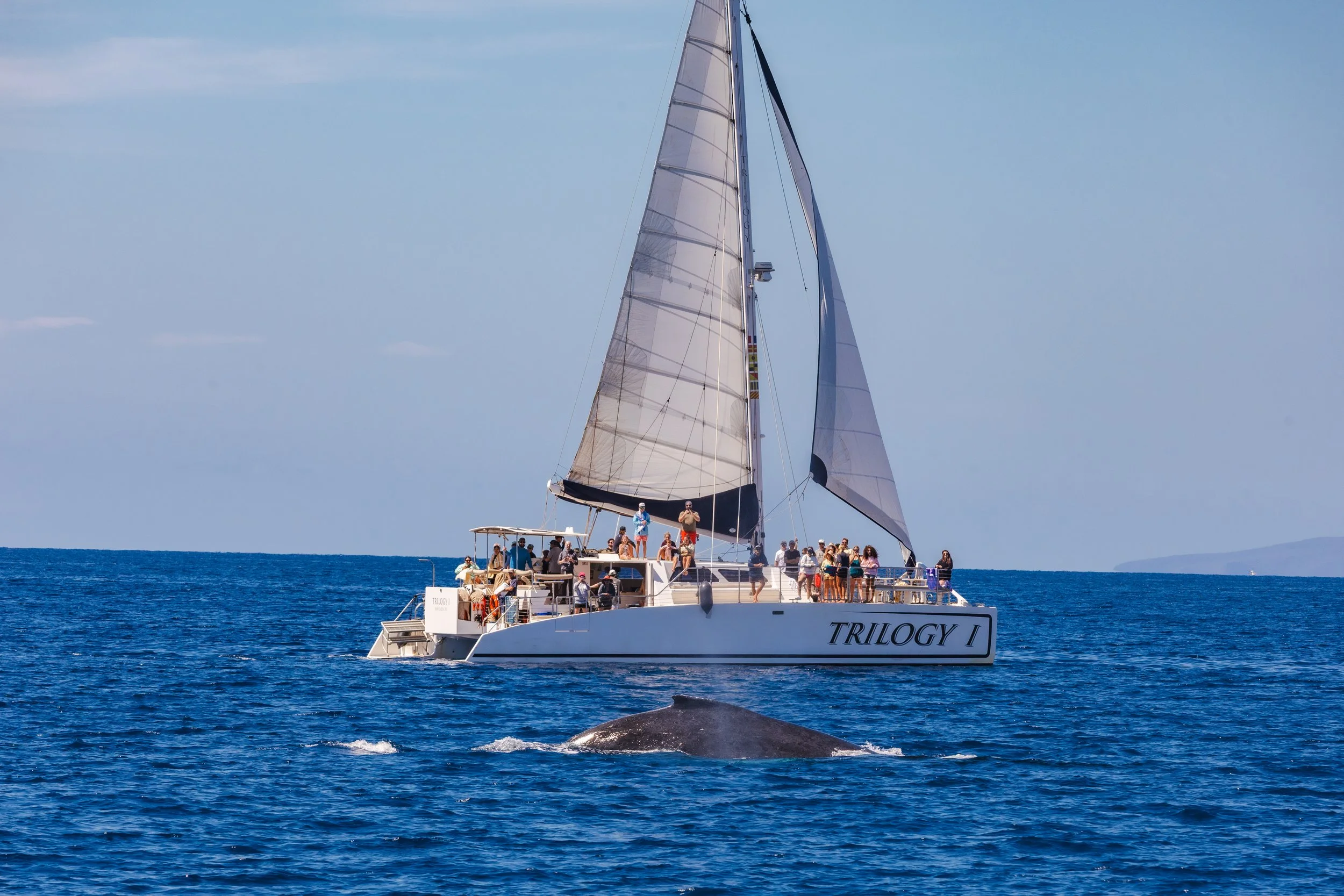 Maui Whale Season Is Coming: Book Your Trilogy Whale Watch Now 