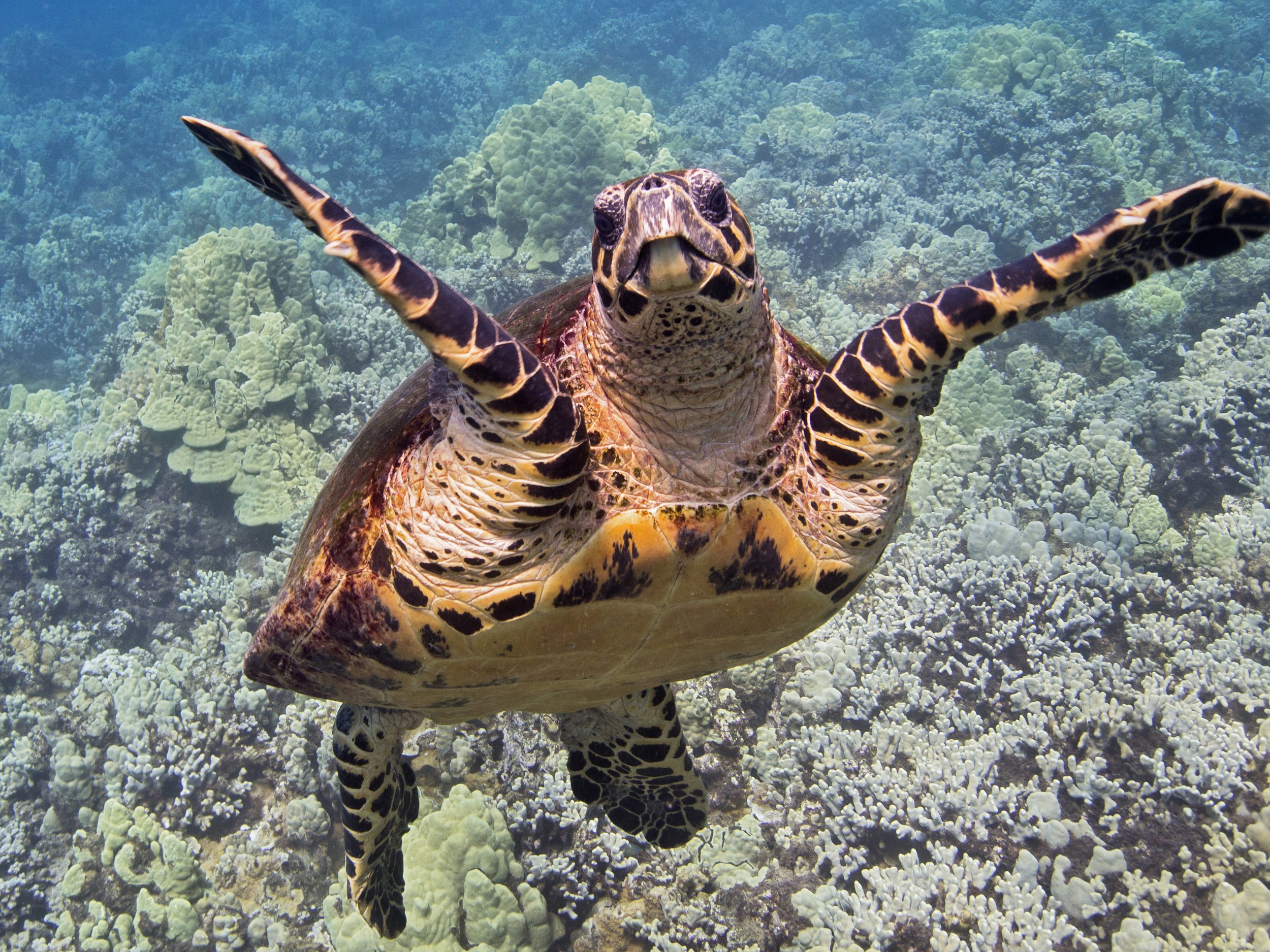 hawksbill sea turtle