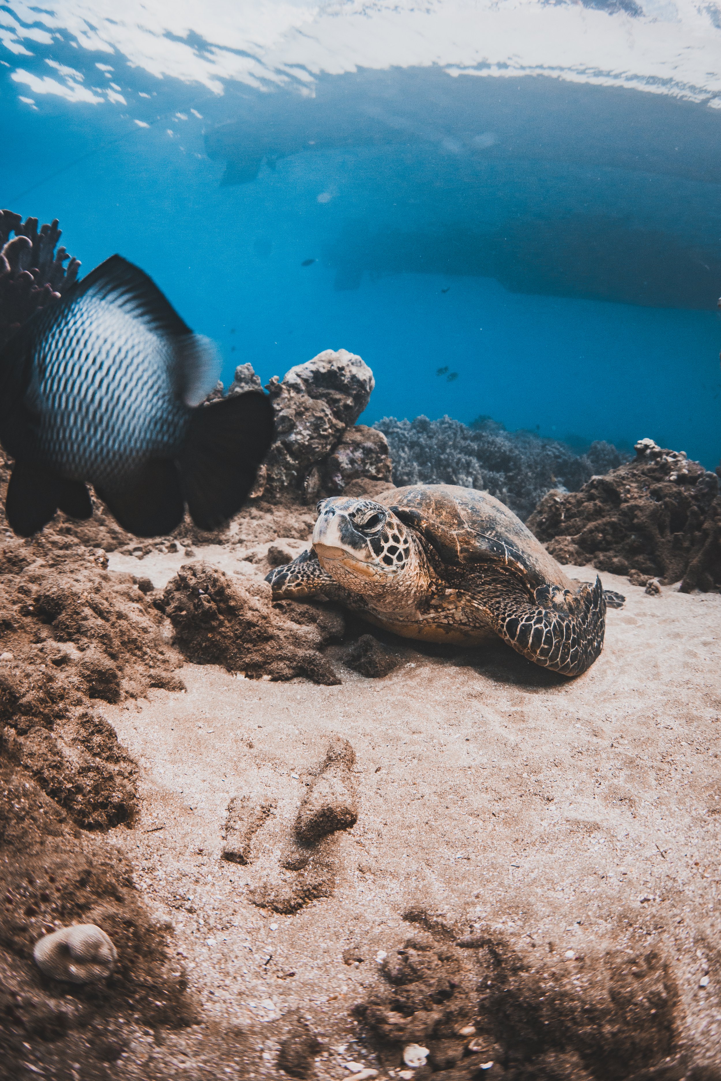 snorkeling with sea turtles hawaii
