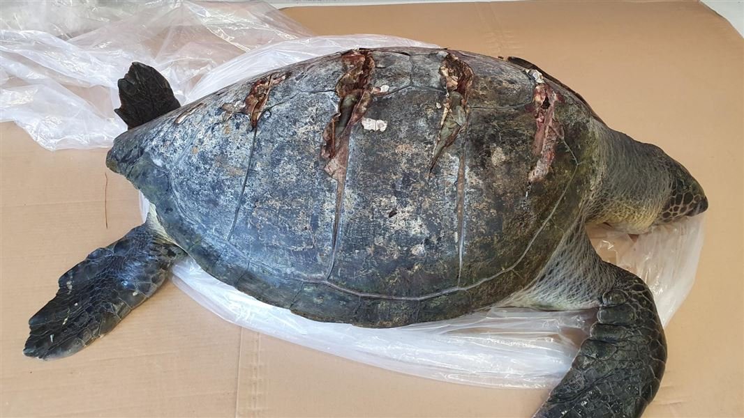 sea turtle hit by boat
