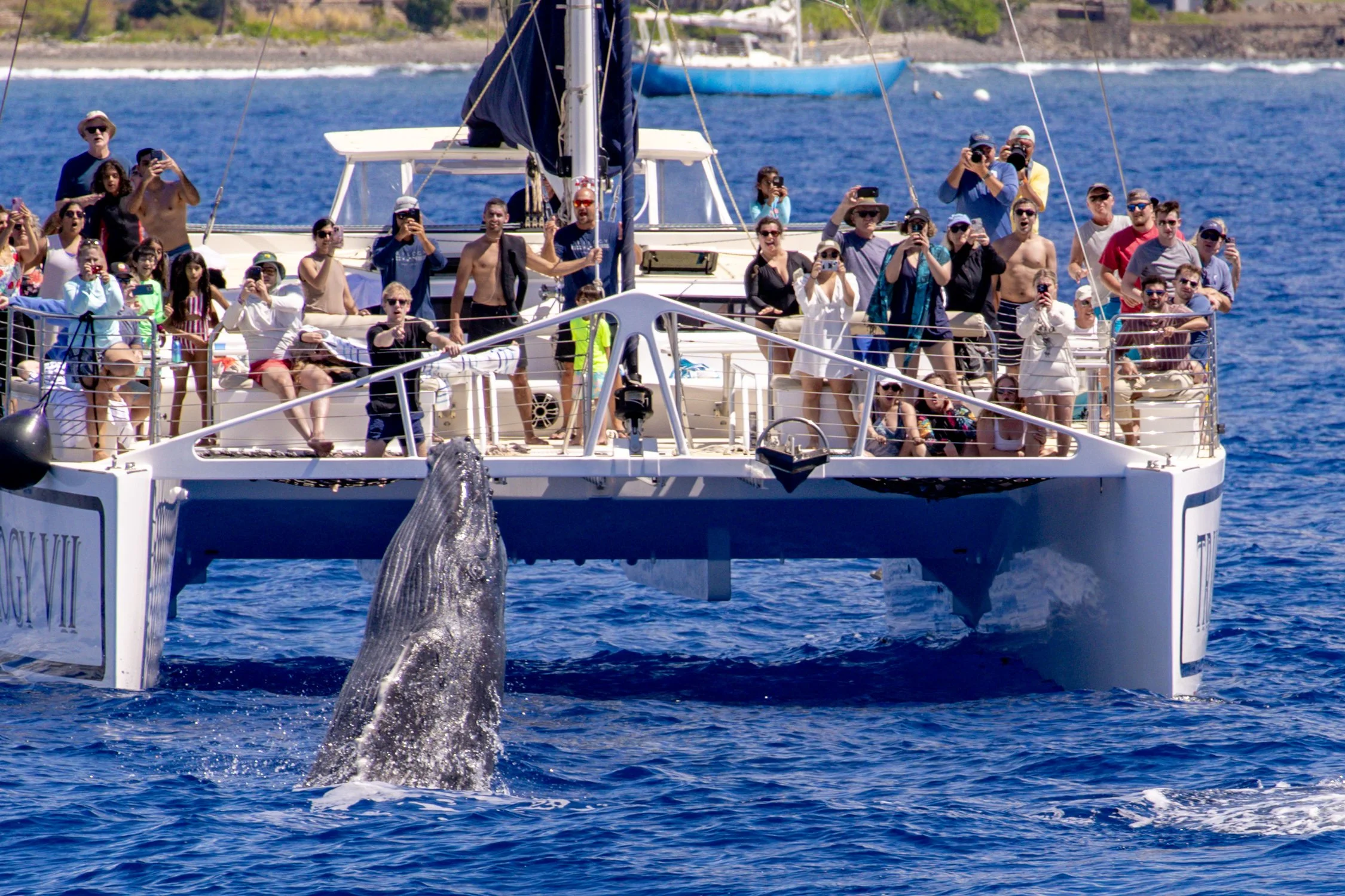 Whale Watching out of Lahaina