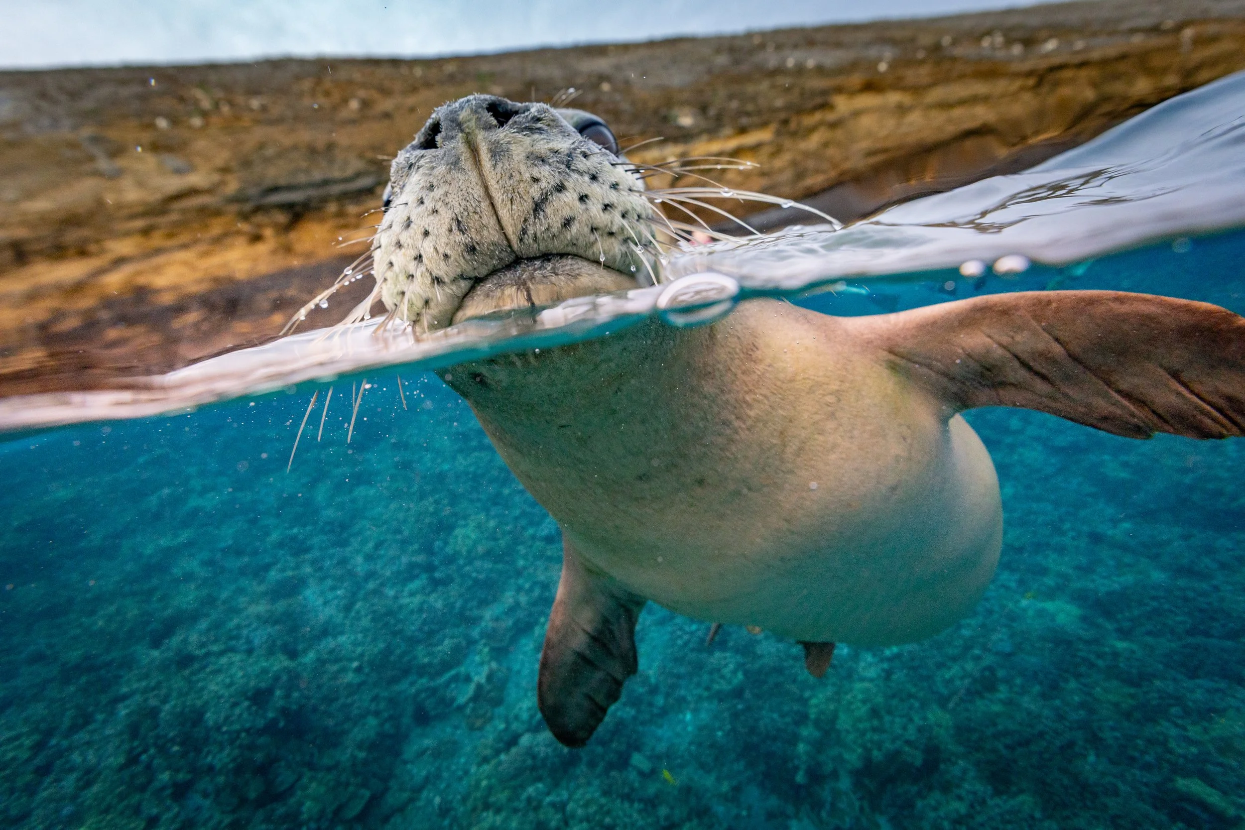 Most Endangered Monk Seal