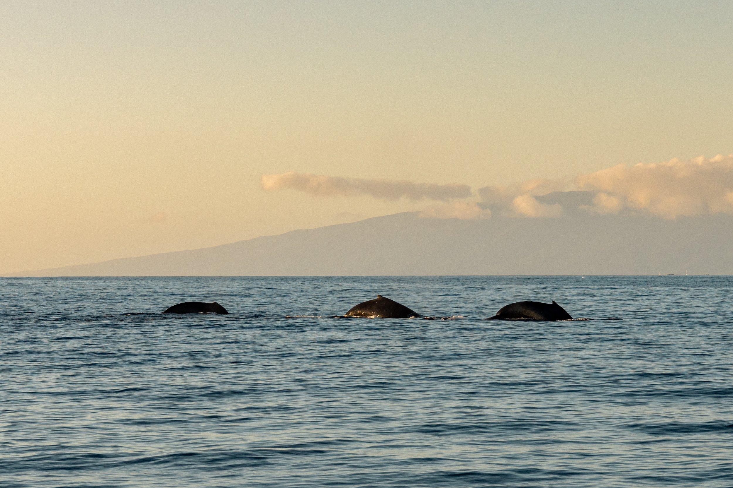 Maui Sunset Whale Watch