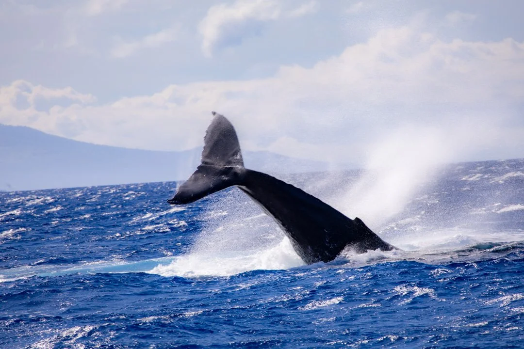 Whale Watching 101: Why Every Whale Encounter is Different — TRILOGY ...