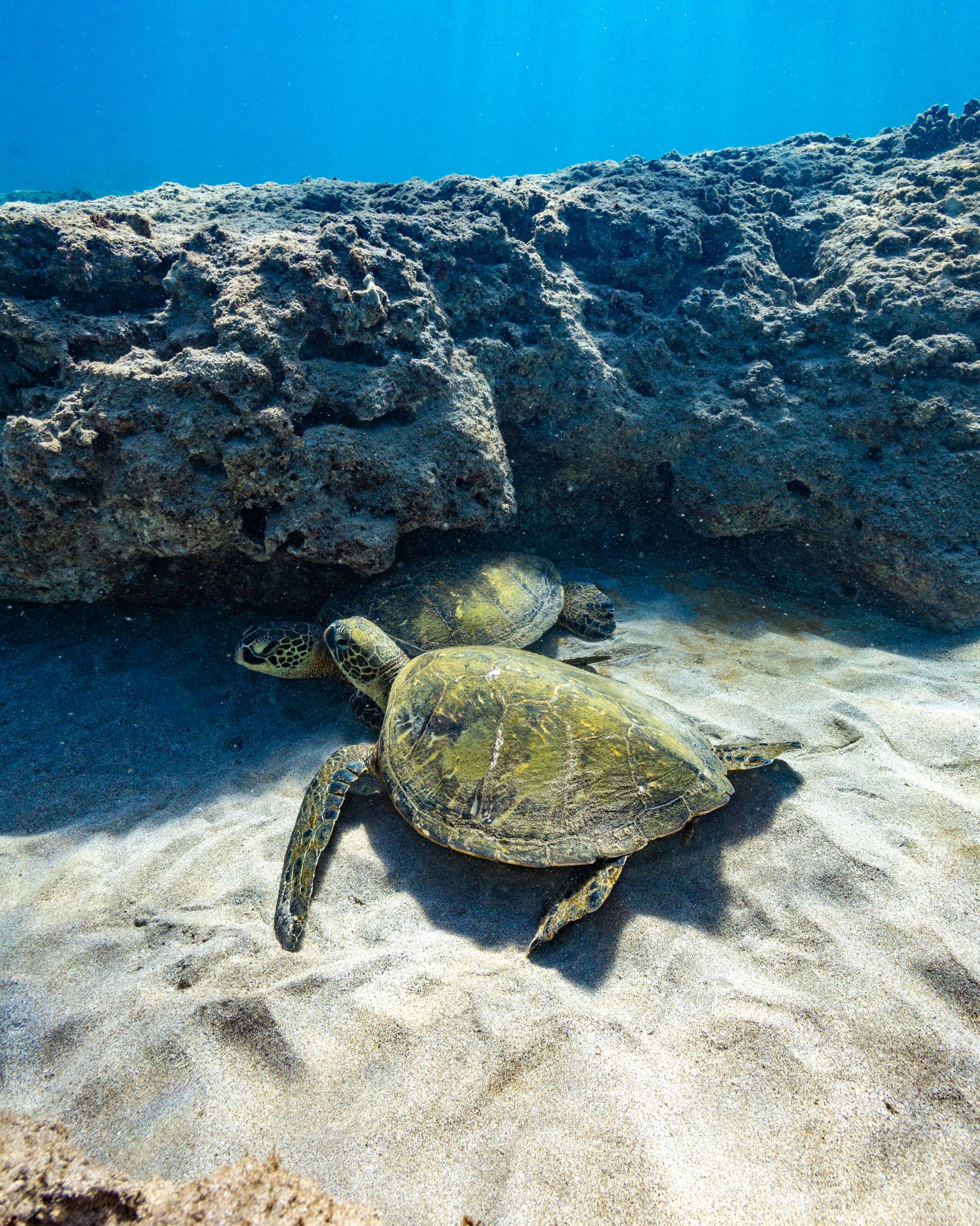 Hawaiian honu swimming through clear blue water on Trilogy's Turtle Reef Snorkel excursion