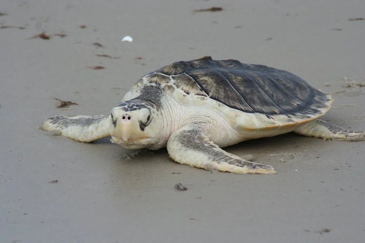 kemps ridley sea turtle