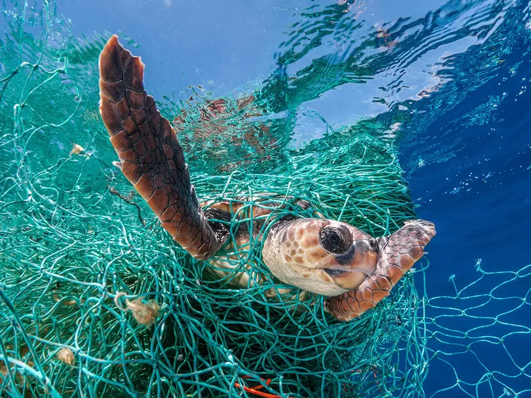 sea turtle stuck in fishing gear and bycatch