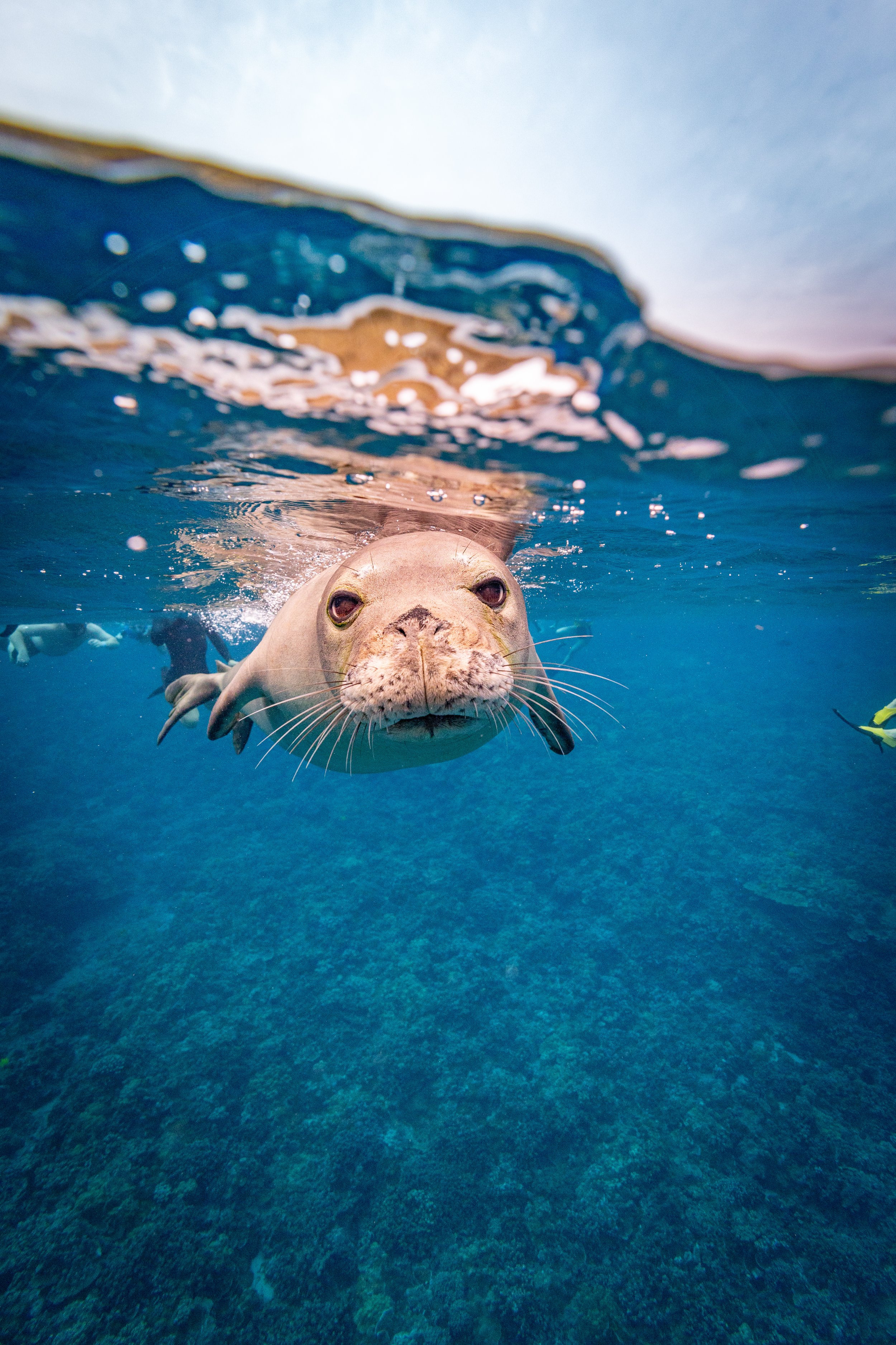Hawaiian Monk Seal Face