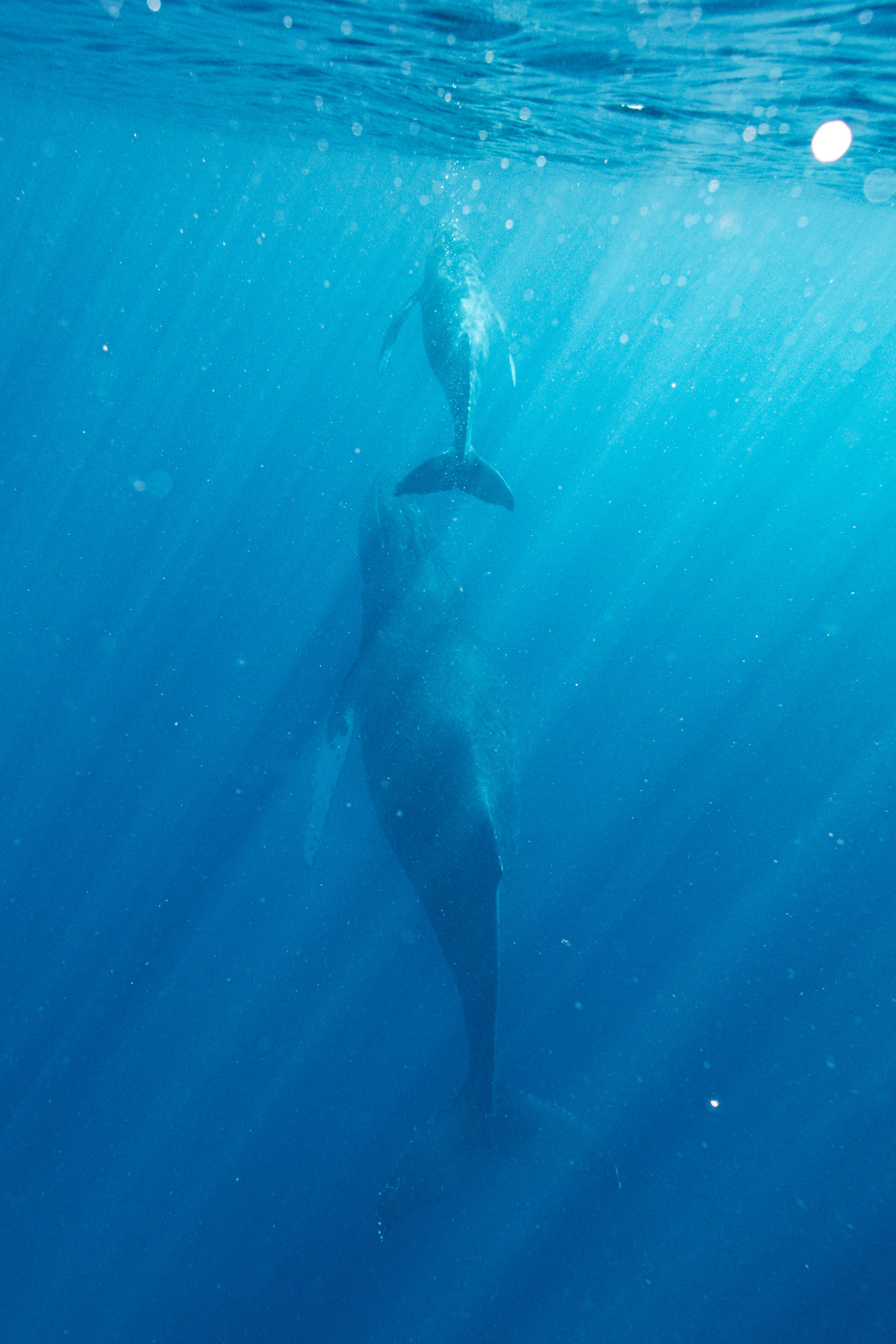 Whale Watching Tours Maui