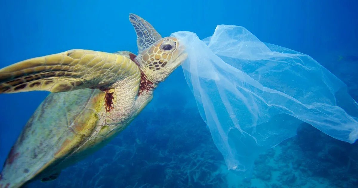 Sea turtle eating plastic