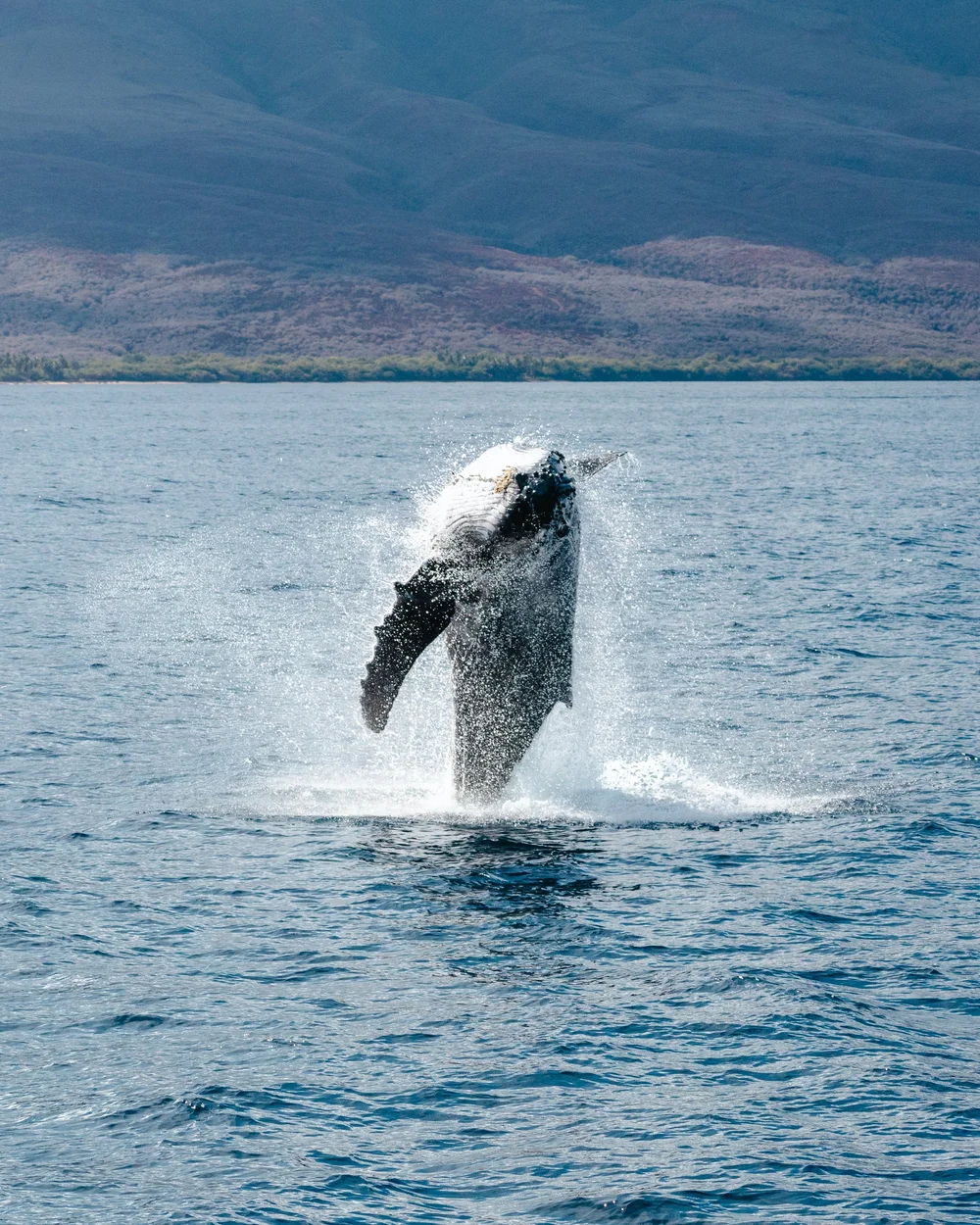 Whale Watching 101: Why Every Whale Encounter is Different — TRILOGY ...