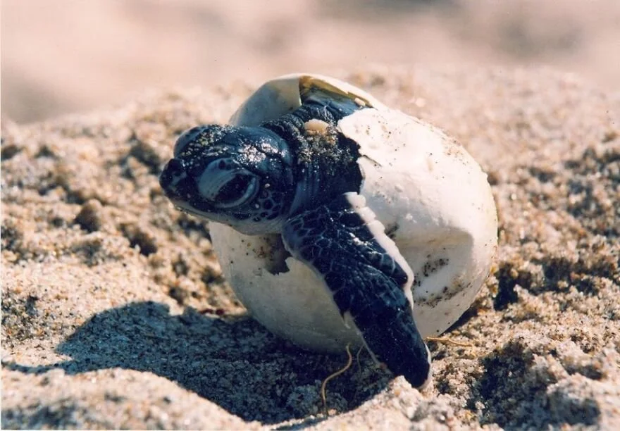 sea turtle hatching