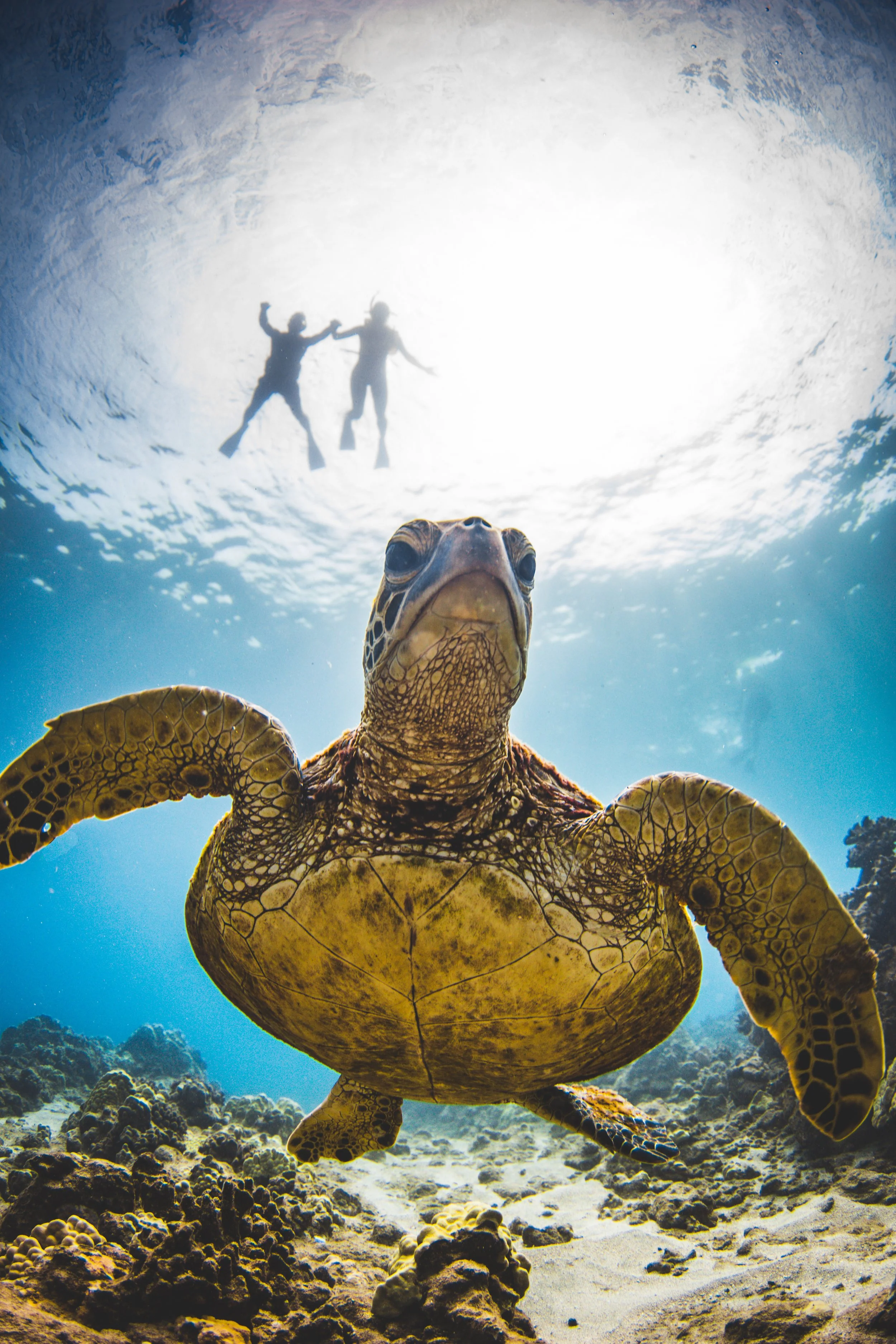 snorkel with sea turtles on maui