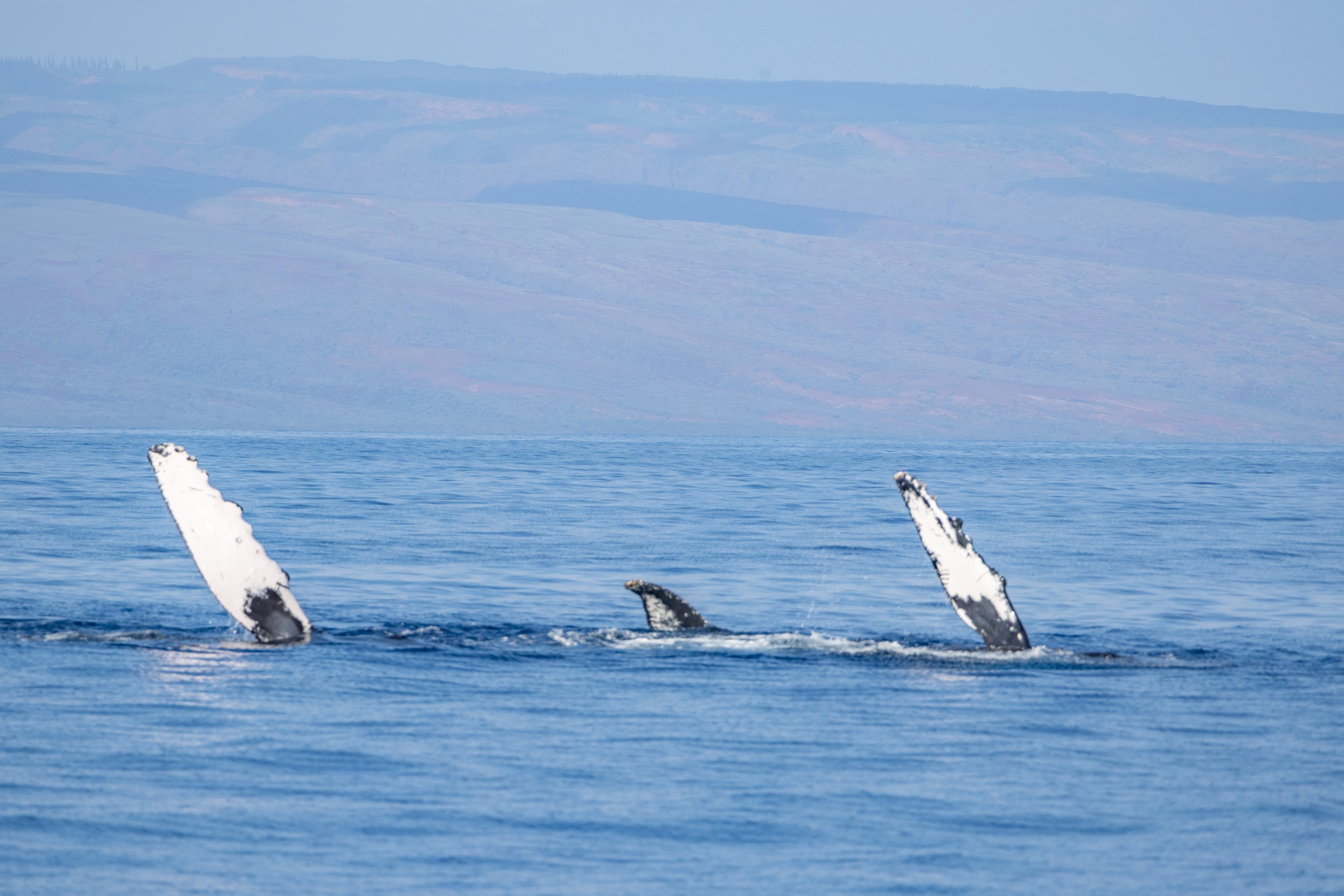 Humpback Whales maui