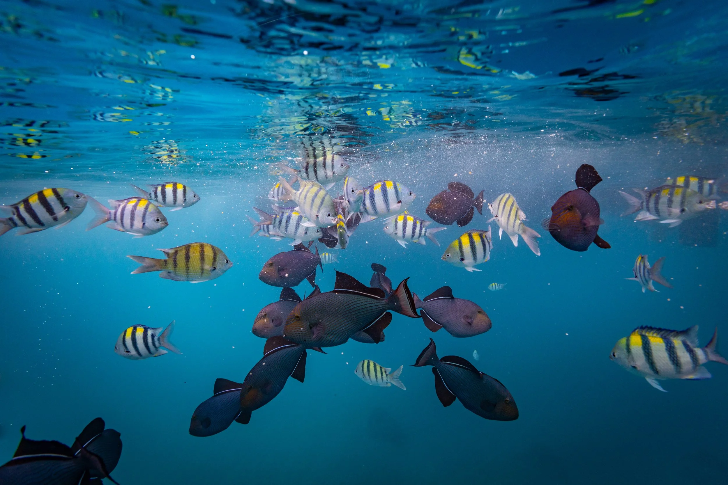 Sergeant Major Snorkeling Maui