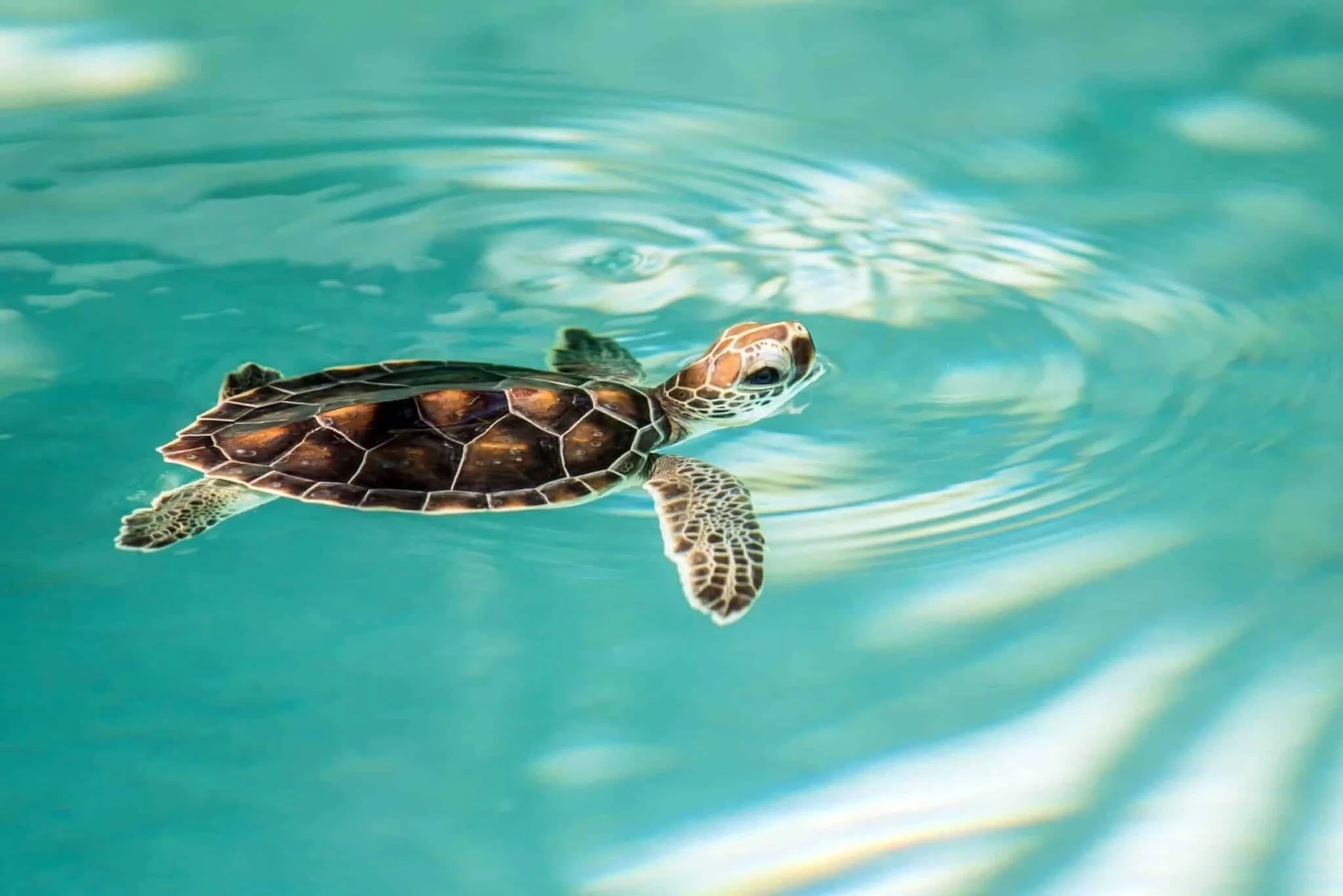baby honu swimming