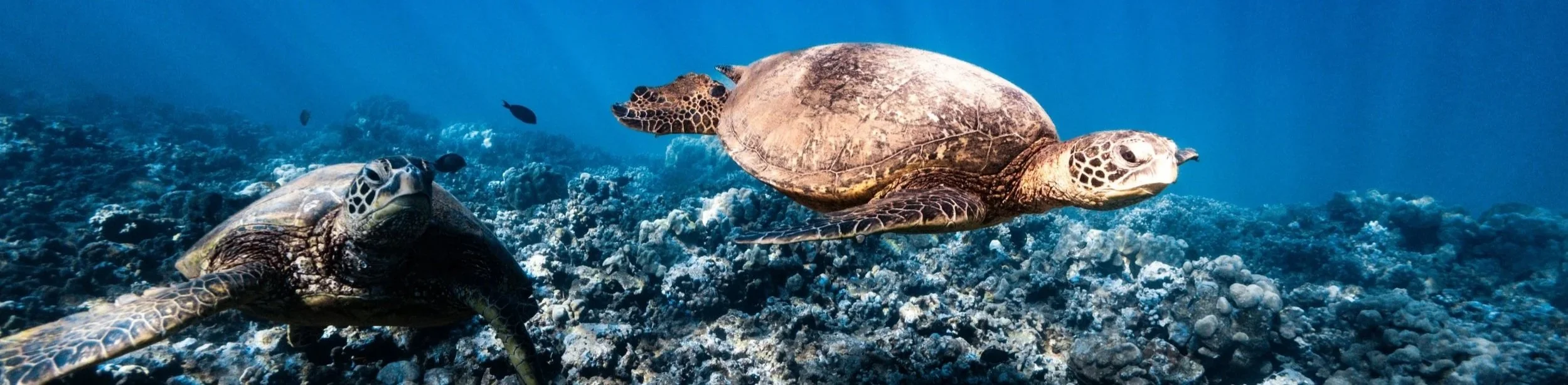 How to help sea turtles