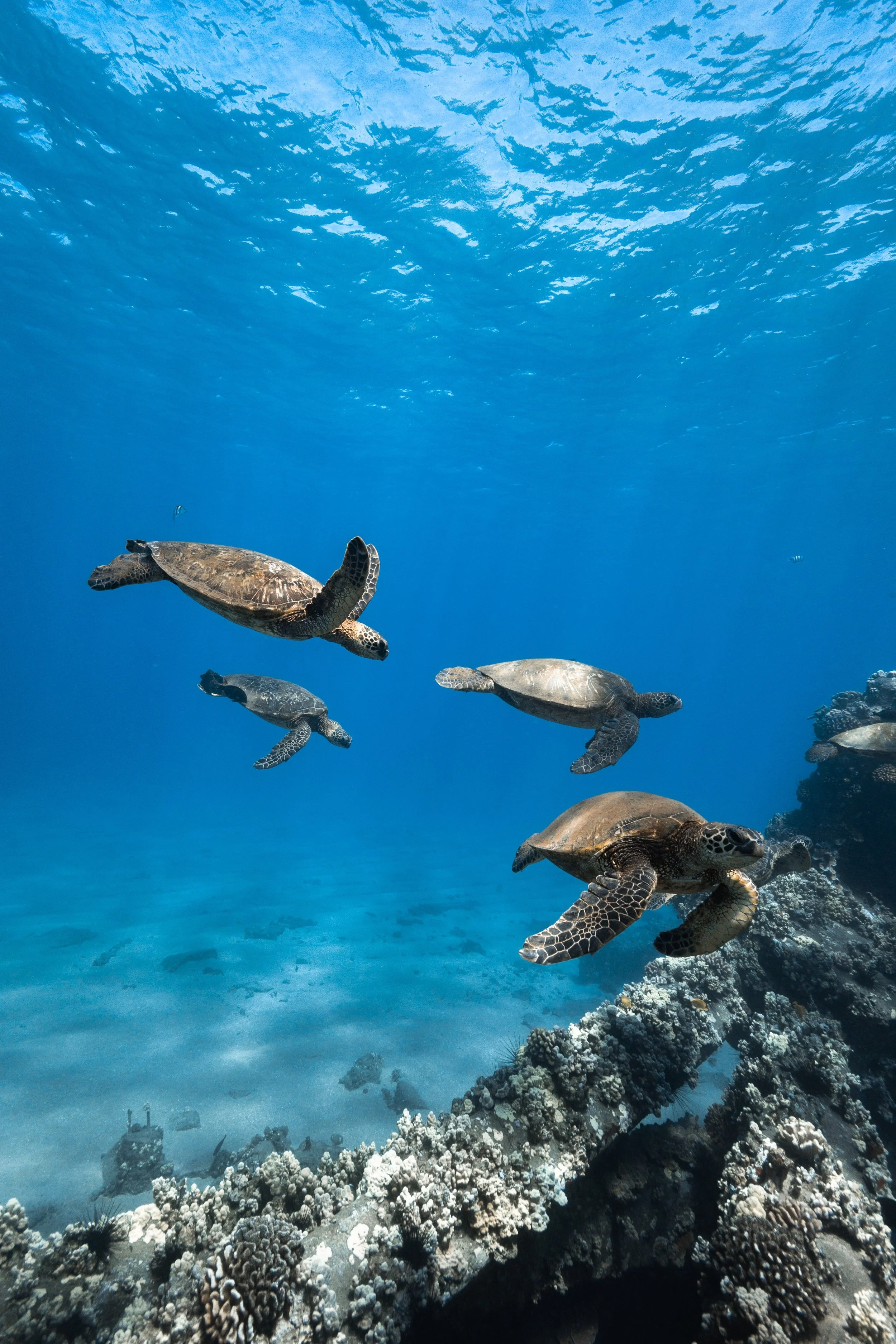 Green sea turtle swimming above coral reefs near Olowalu on Trilogy's Discover West Maui snorkeling excursion