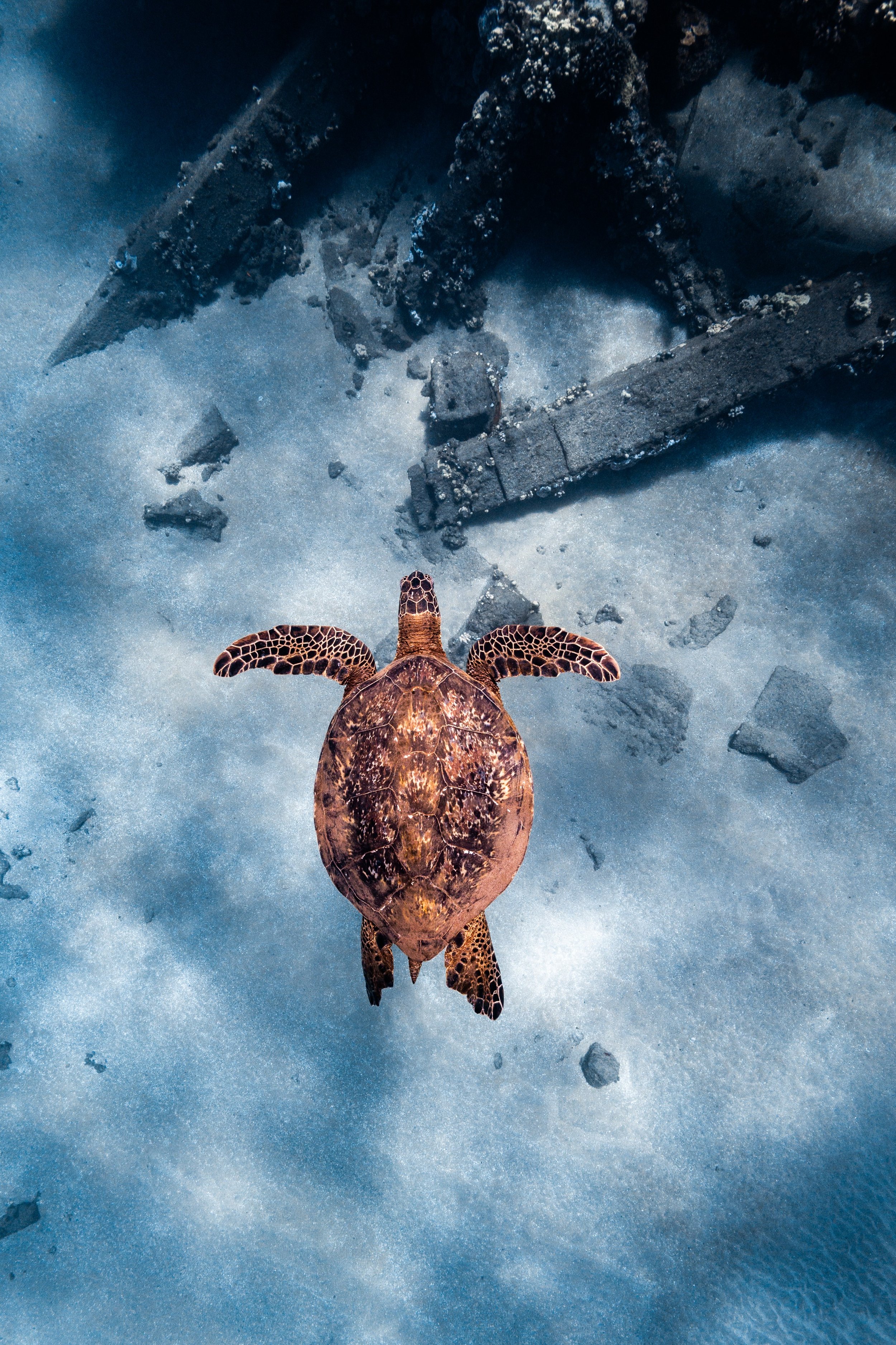 Guests snorkeling with Hawaiian green sea turtles on Trilogy's Turtle Reef Snorkel excursion