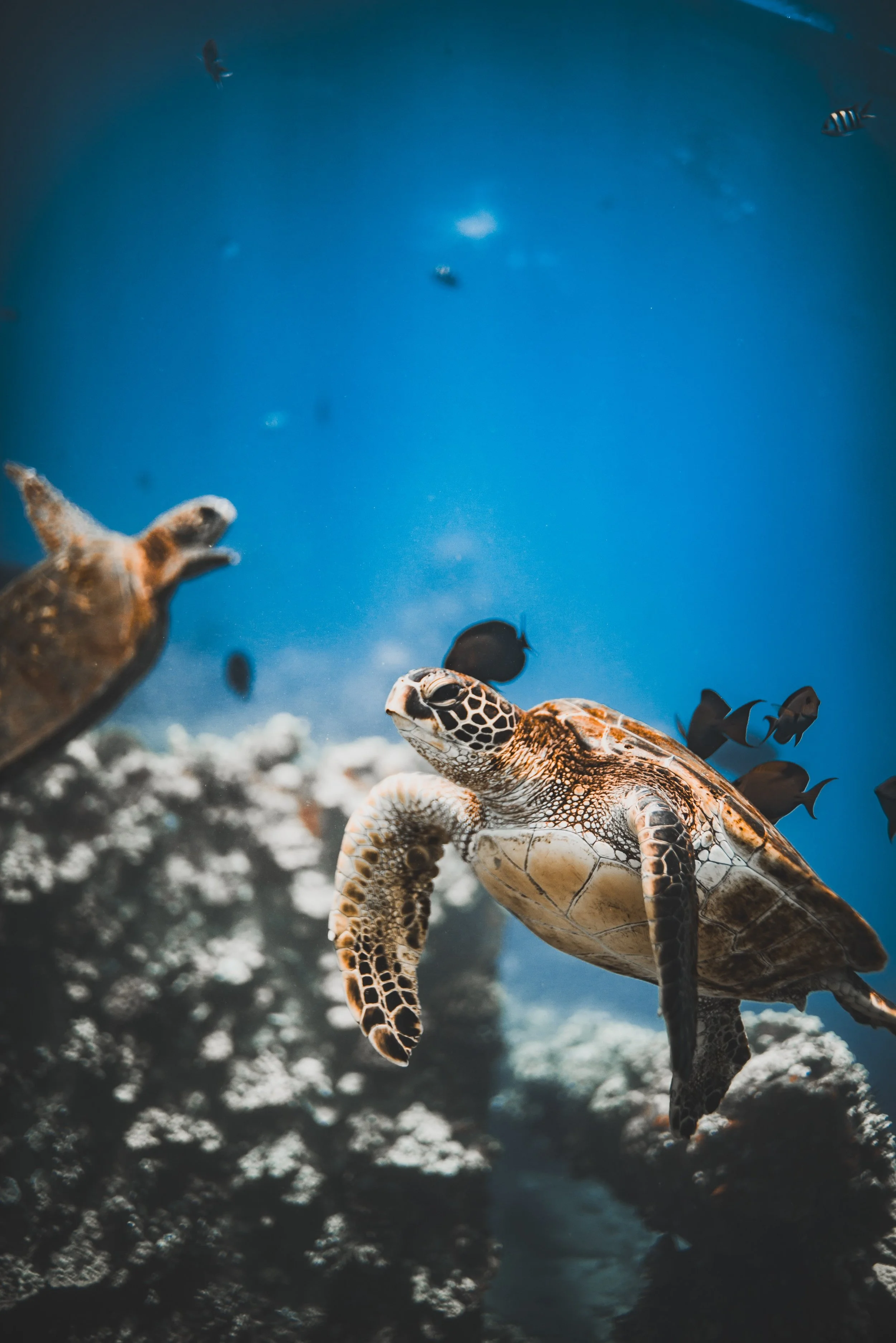 Snorkeling with sea turtles on Maui aboard a Trilogy Excursions snorkeling tour