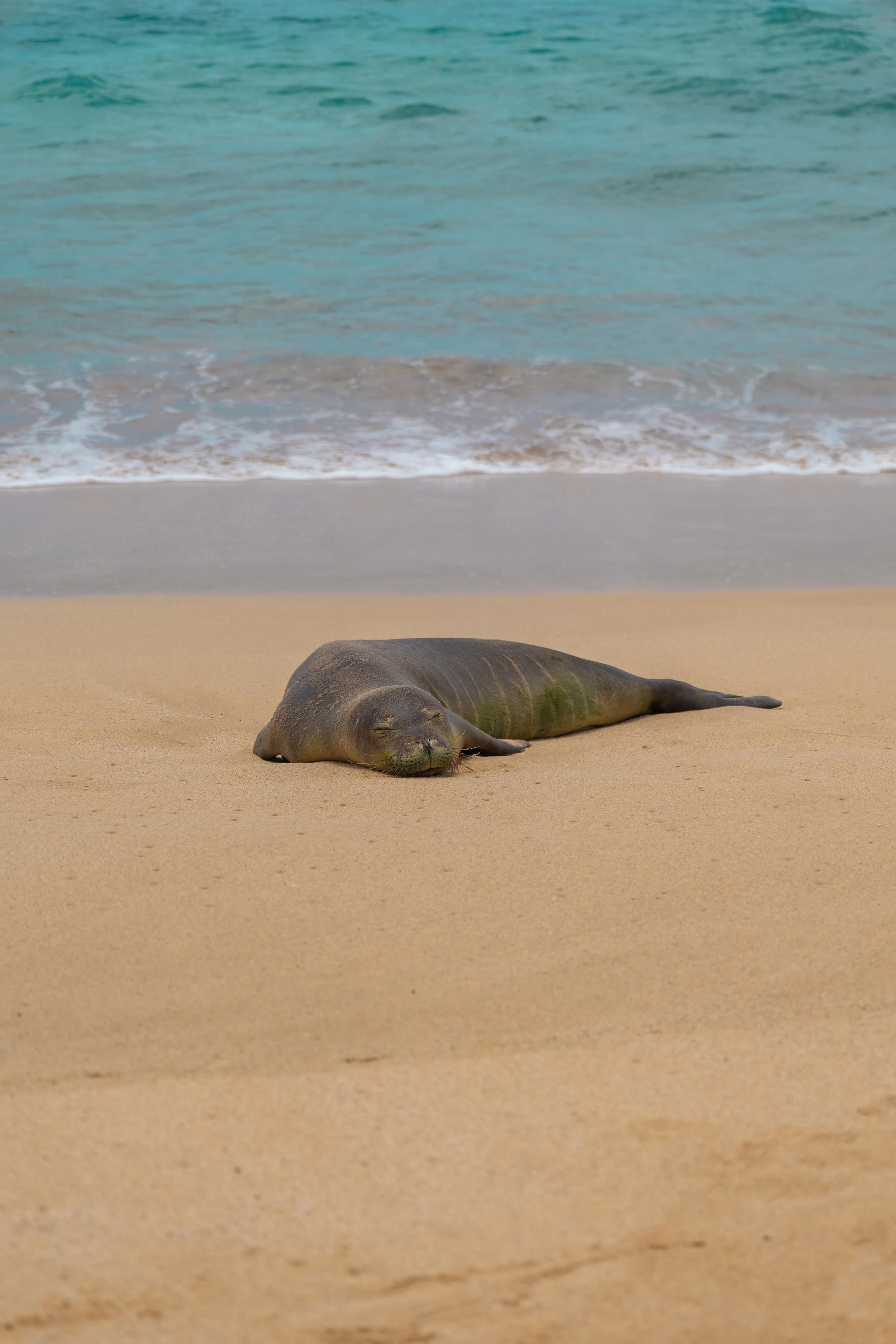 Hawaiian Monk Seal on the beach