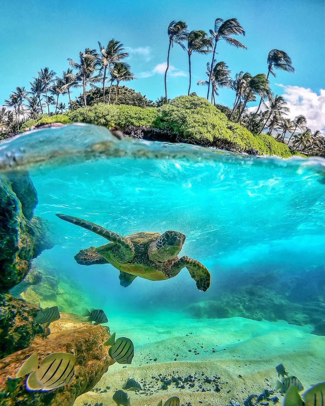 hawaiian green sea turtles