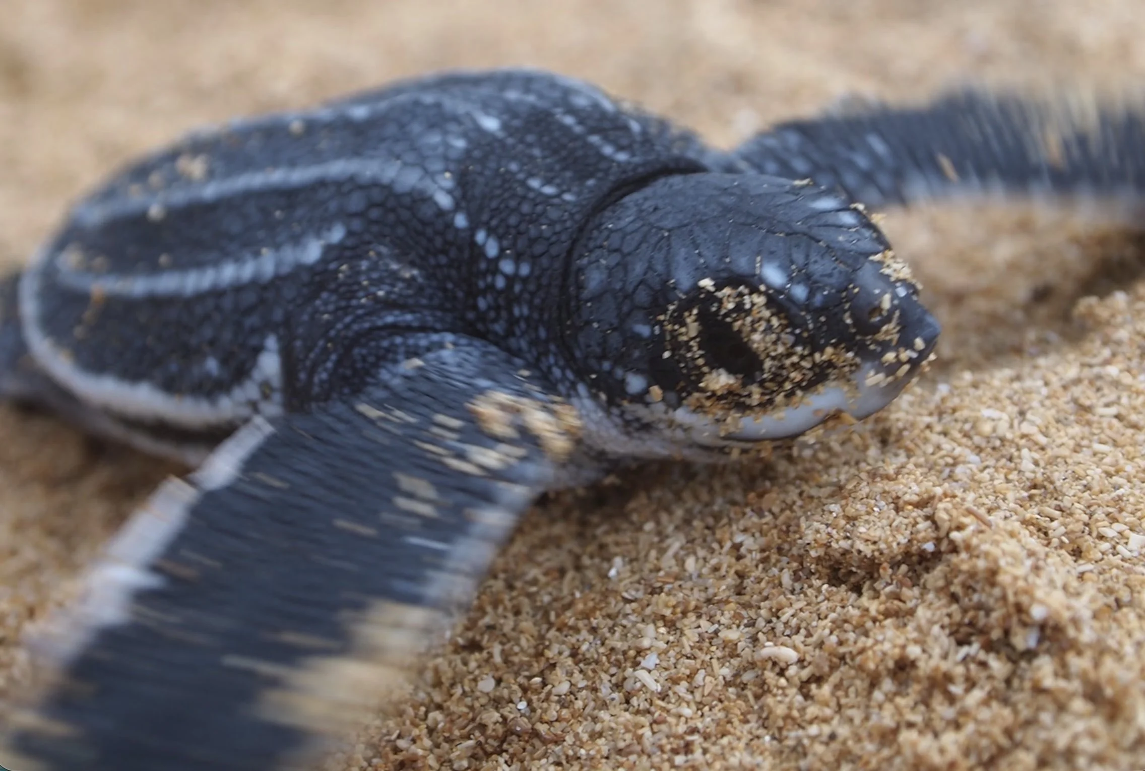leatherback sea turtle baby