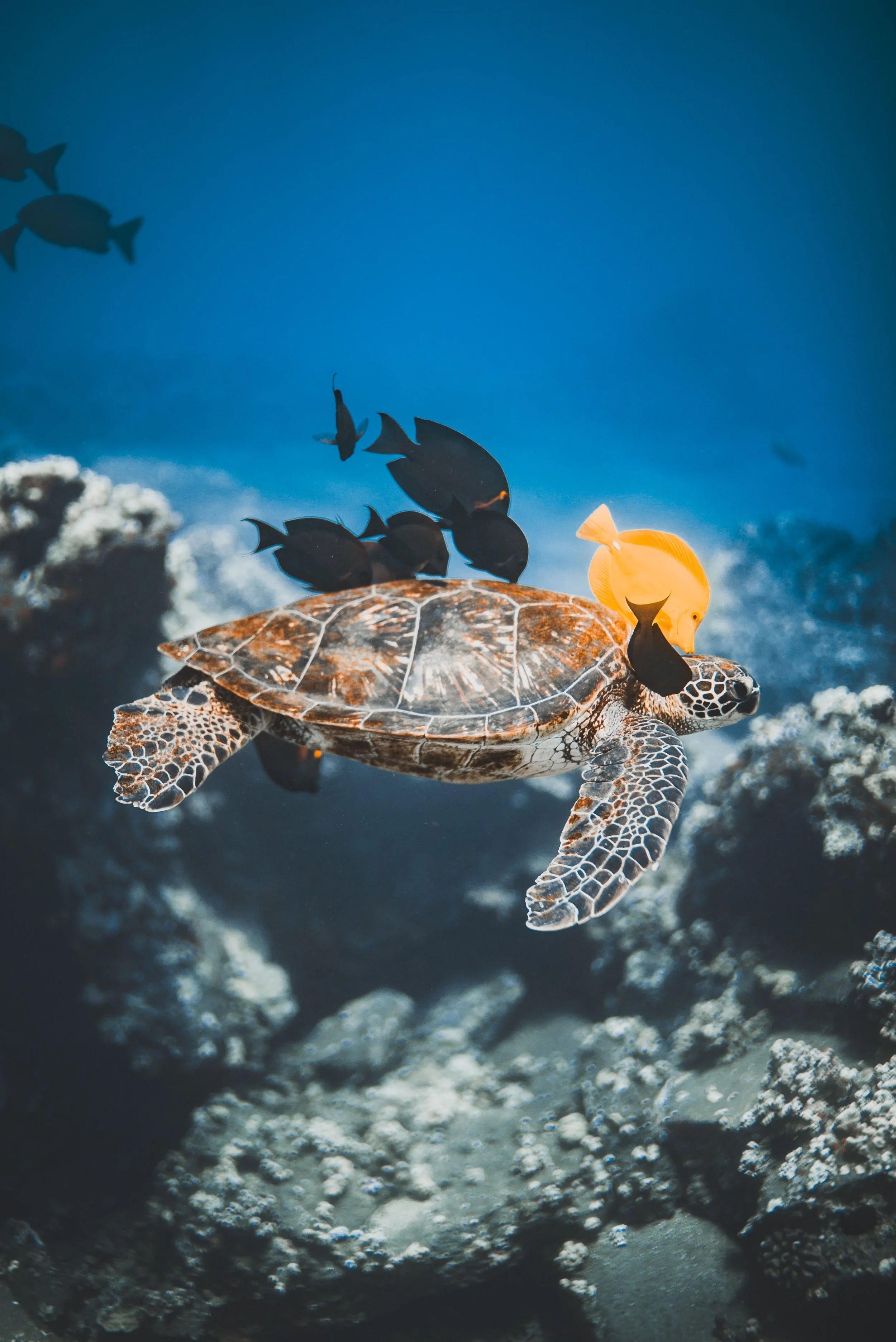 Hawaiian honu swimming above a tropical coral reef in Maui's clear ocean waters