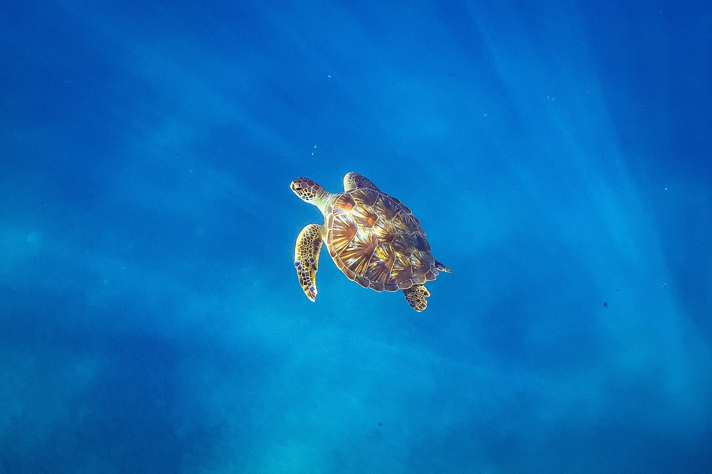 swimming with sea turtles in maui