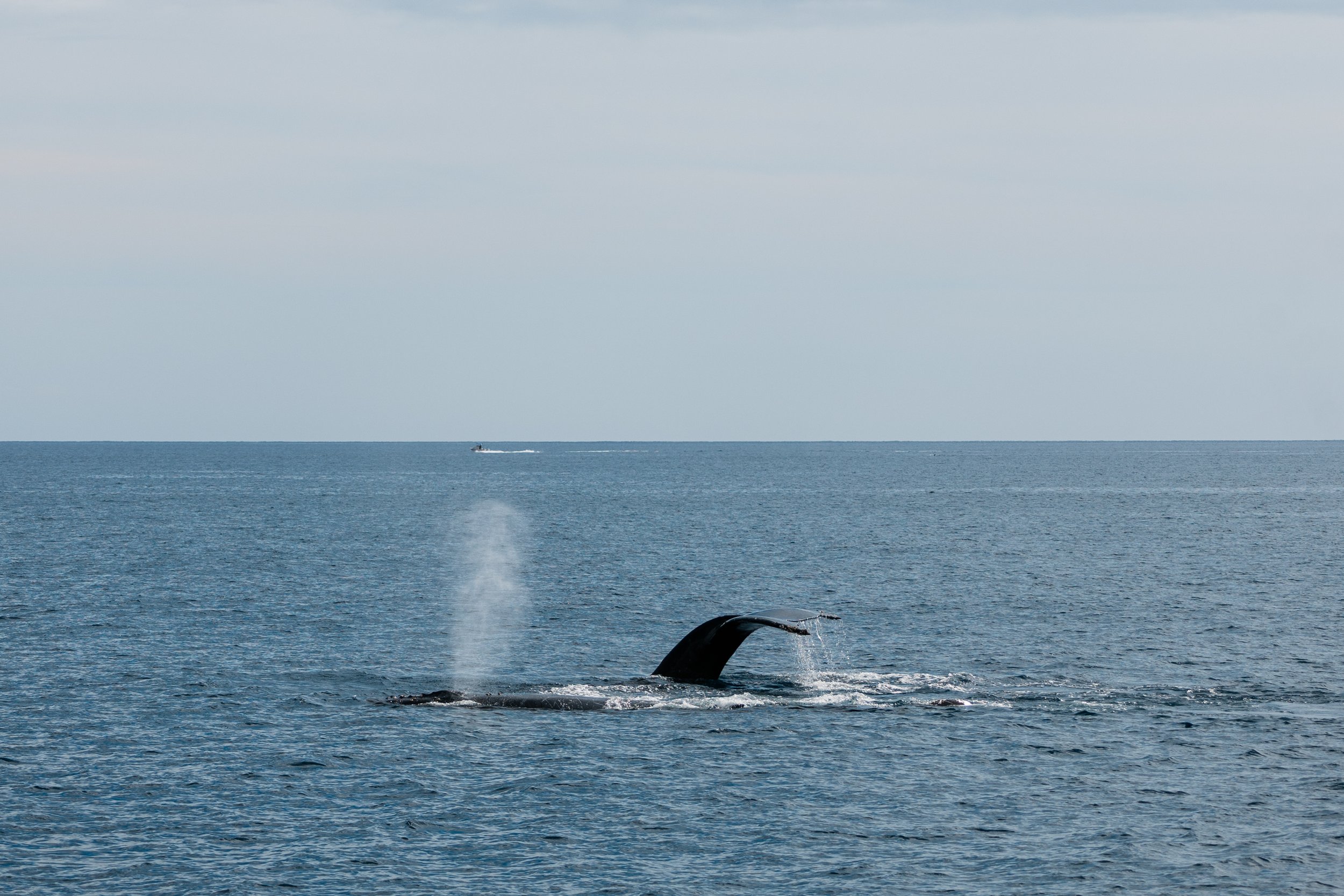 Humpback whales swimming