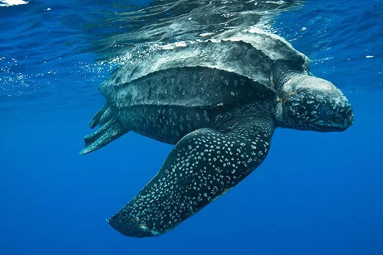 leatherback sea turtle swimming
