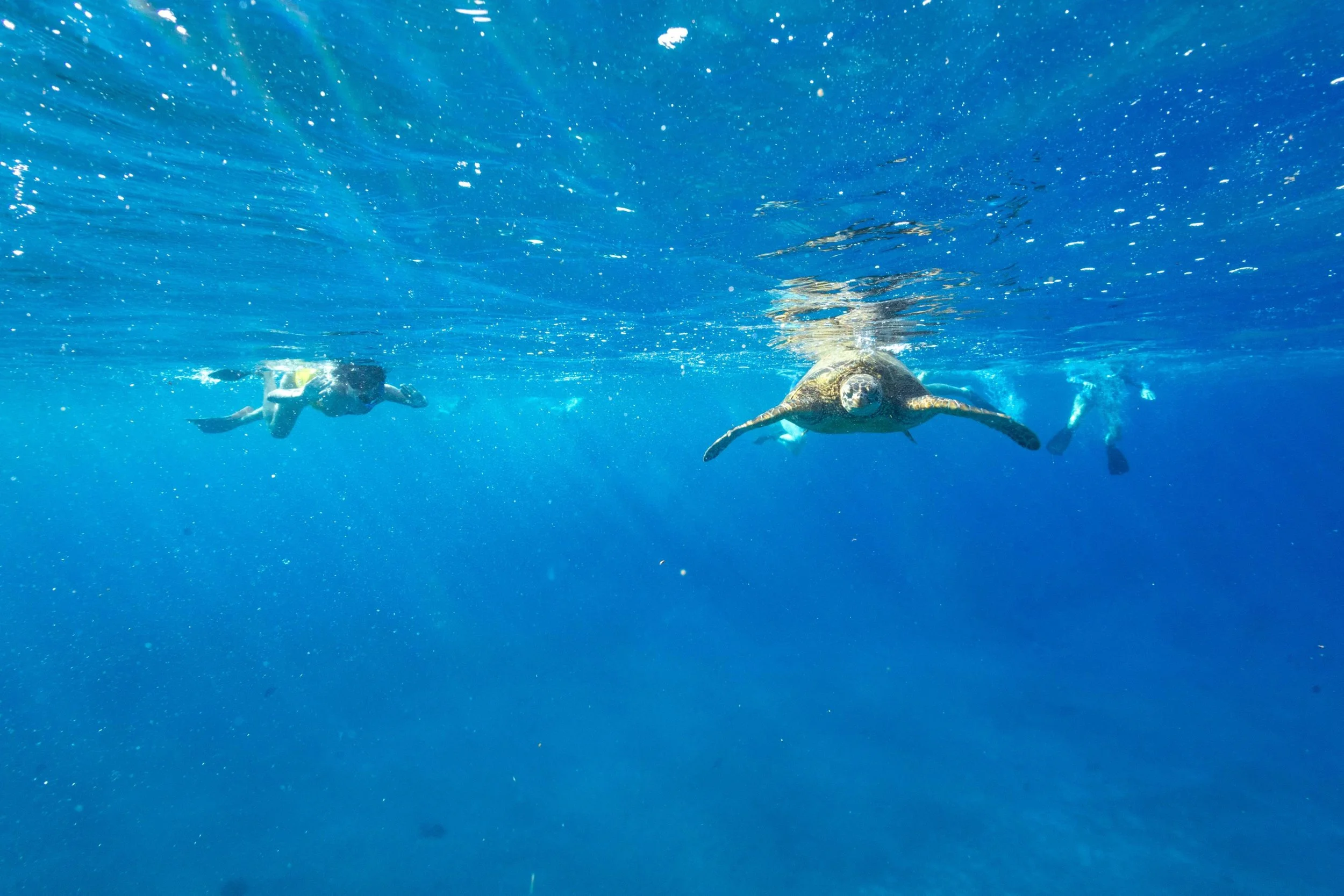 Snorkeling with Turtles on Maui