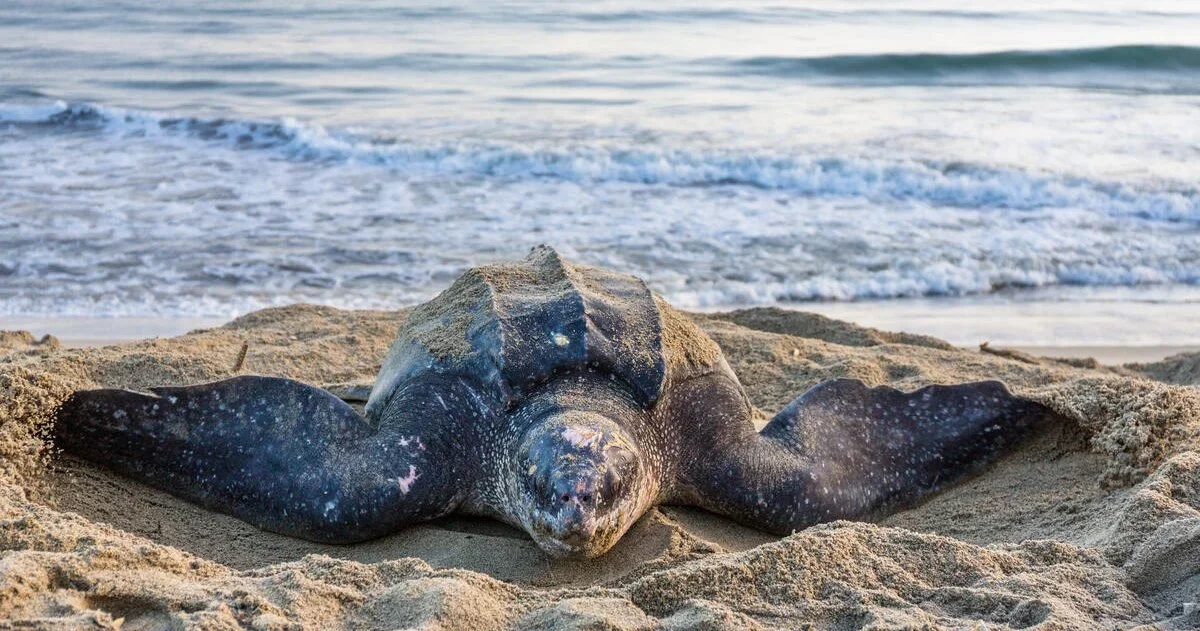 biggest sea turtle in the world the leatherback sea turtle