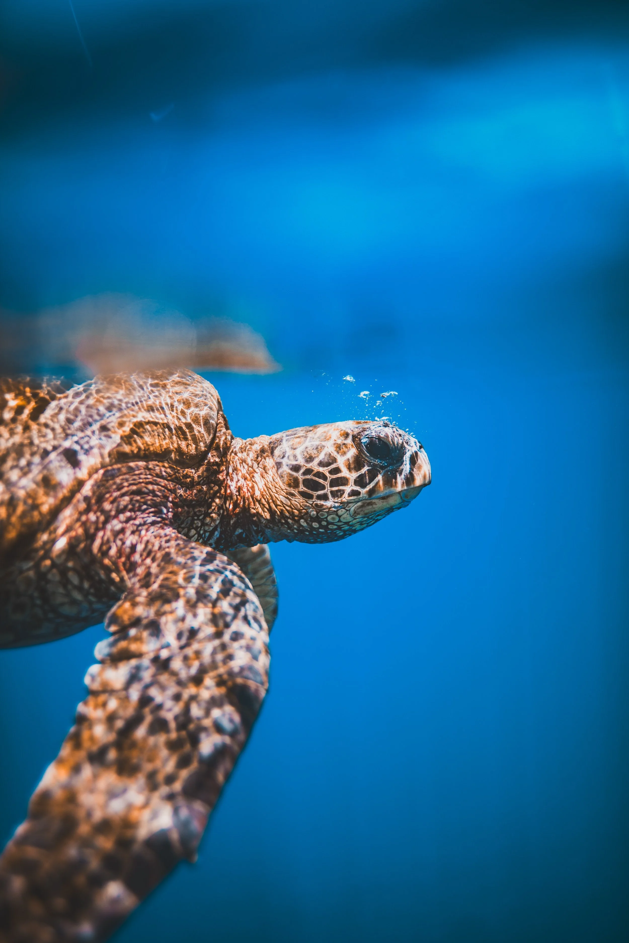 Hawaiian green sea turtle swimming underwater during a Maui snorkeling adventure