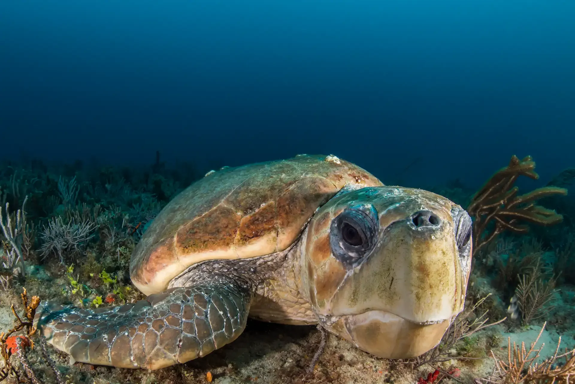 loggerhead sea turtle on ocean floor