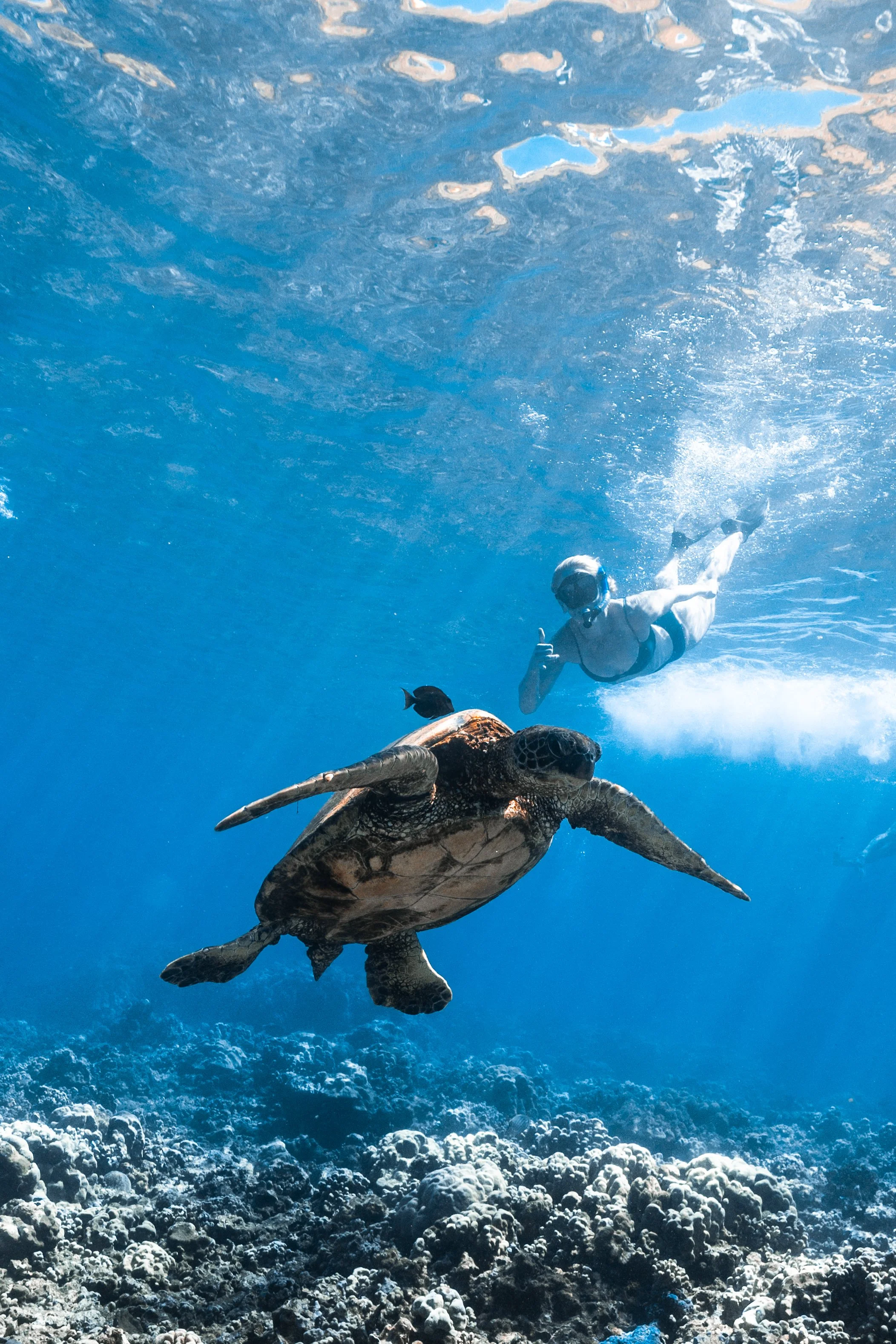 Trilogy Excursions sailing catamaran taking guests snorkeling along West Maui's turtle-friendly reefs