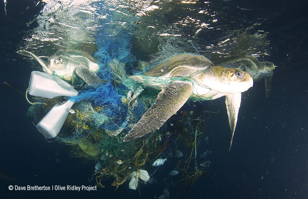 sea turtle stuck in ghost net
