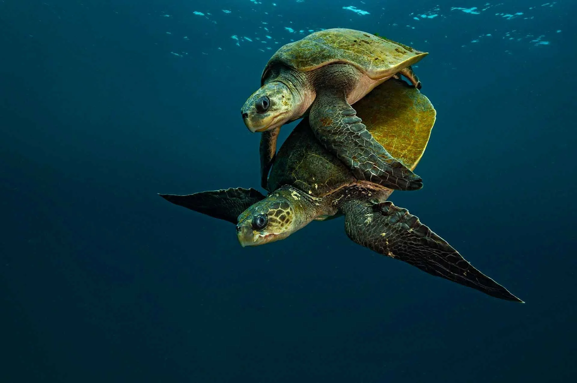 Olive Ridley Sea Turtles Mating