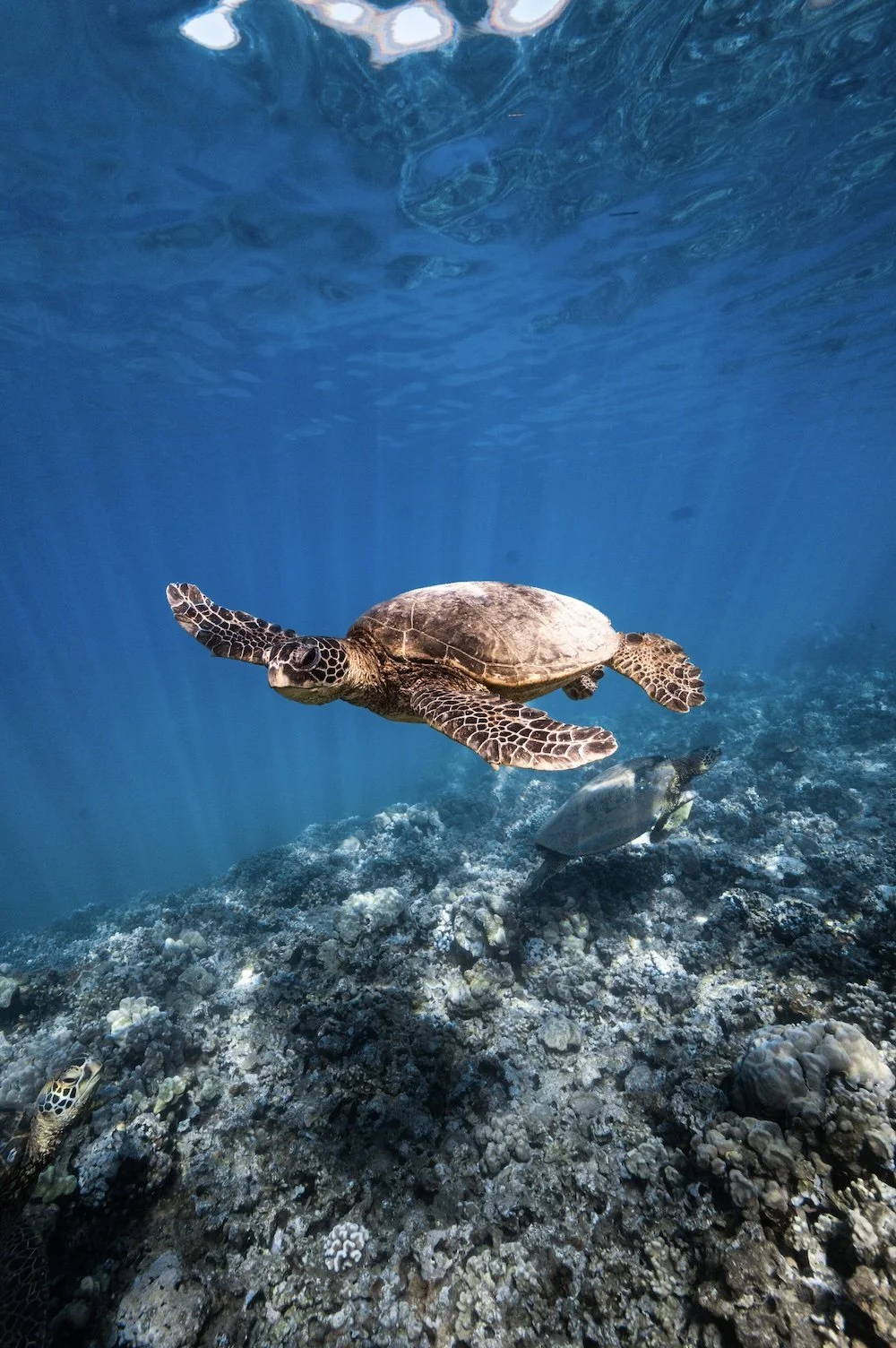 sea turtle in maui