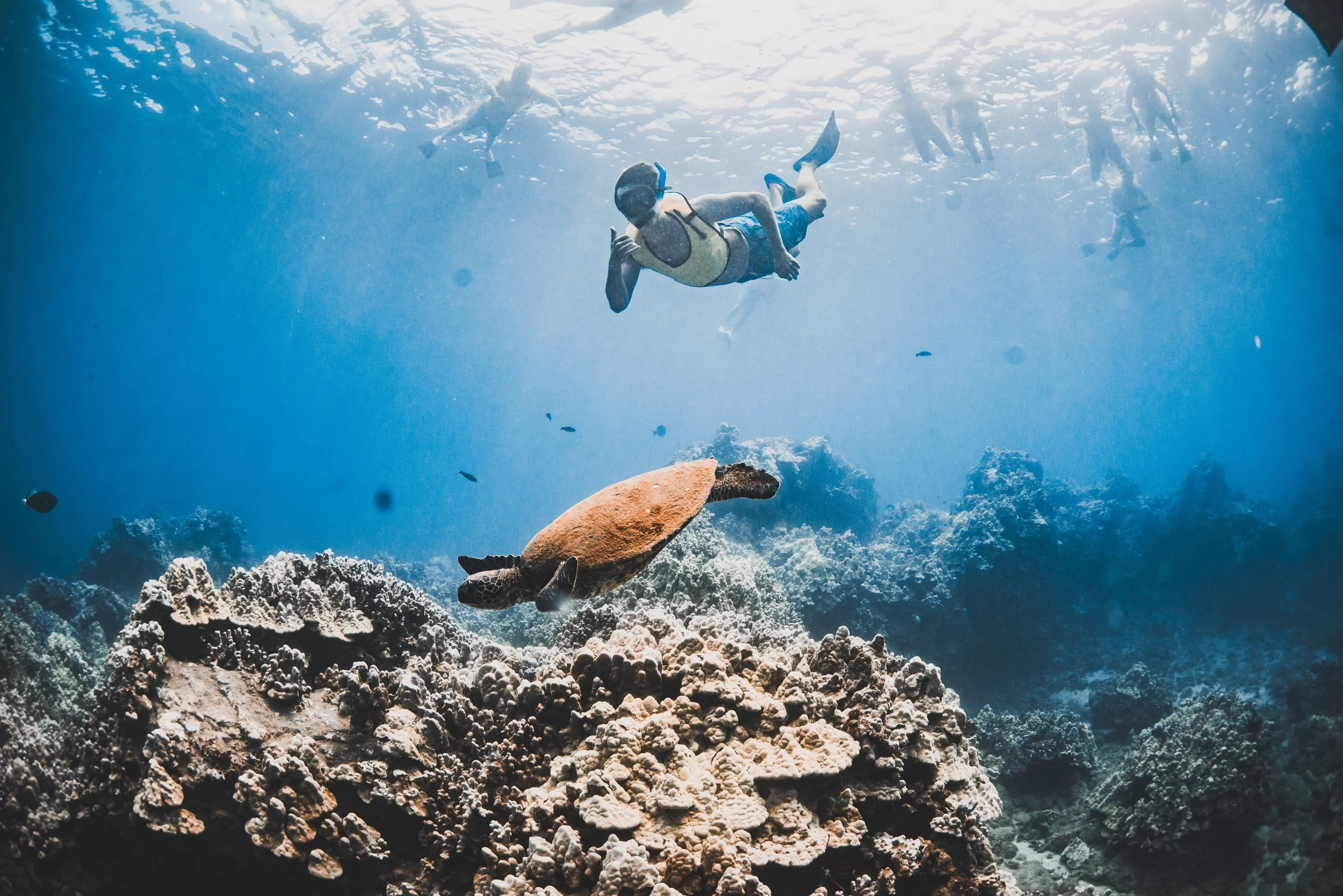 Hawaiian green sea turtle swimming through clear blue ocean water off the coast of Maui