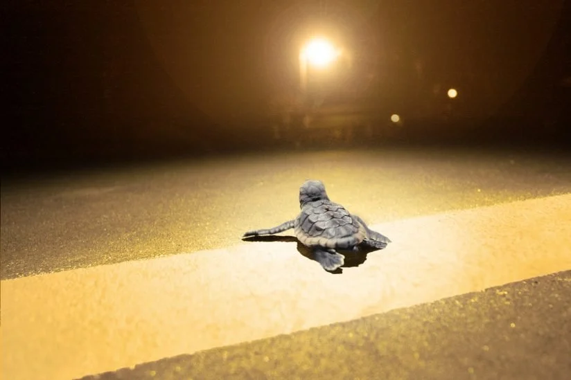 sea turtle light pollution