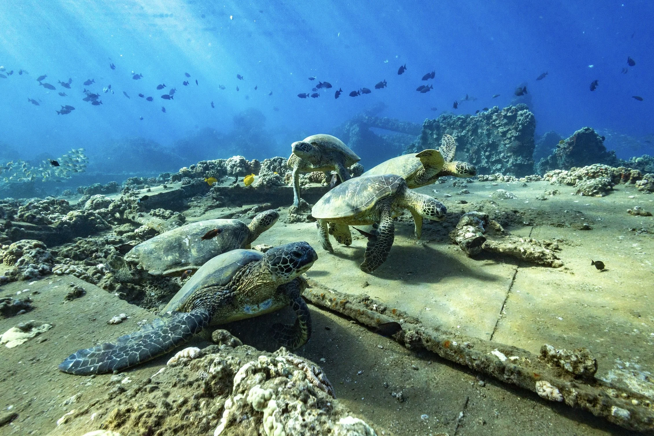 Sea turtles on maui