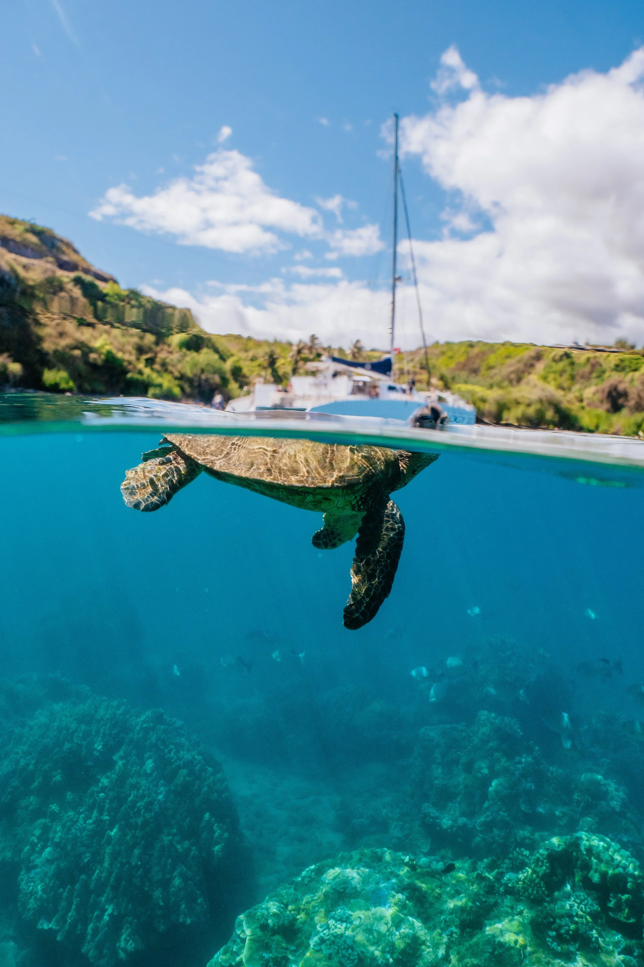 Trilogy Excursions sailing catamaran taking guests snorkeling along West Maui's turtle-friendly reefs