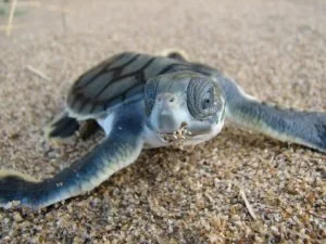 baby flatback sea turtle