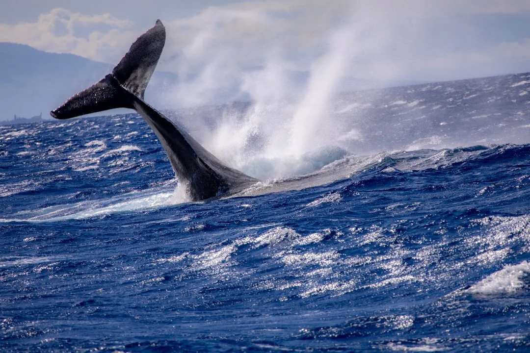 Whale Fluke on Maui