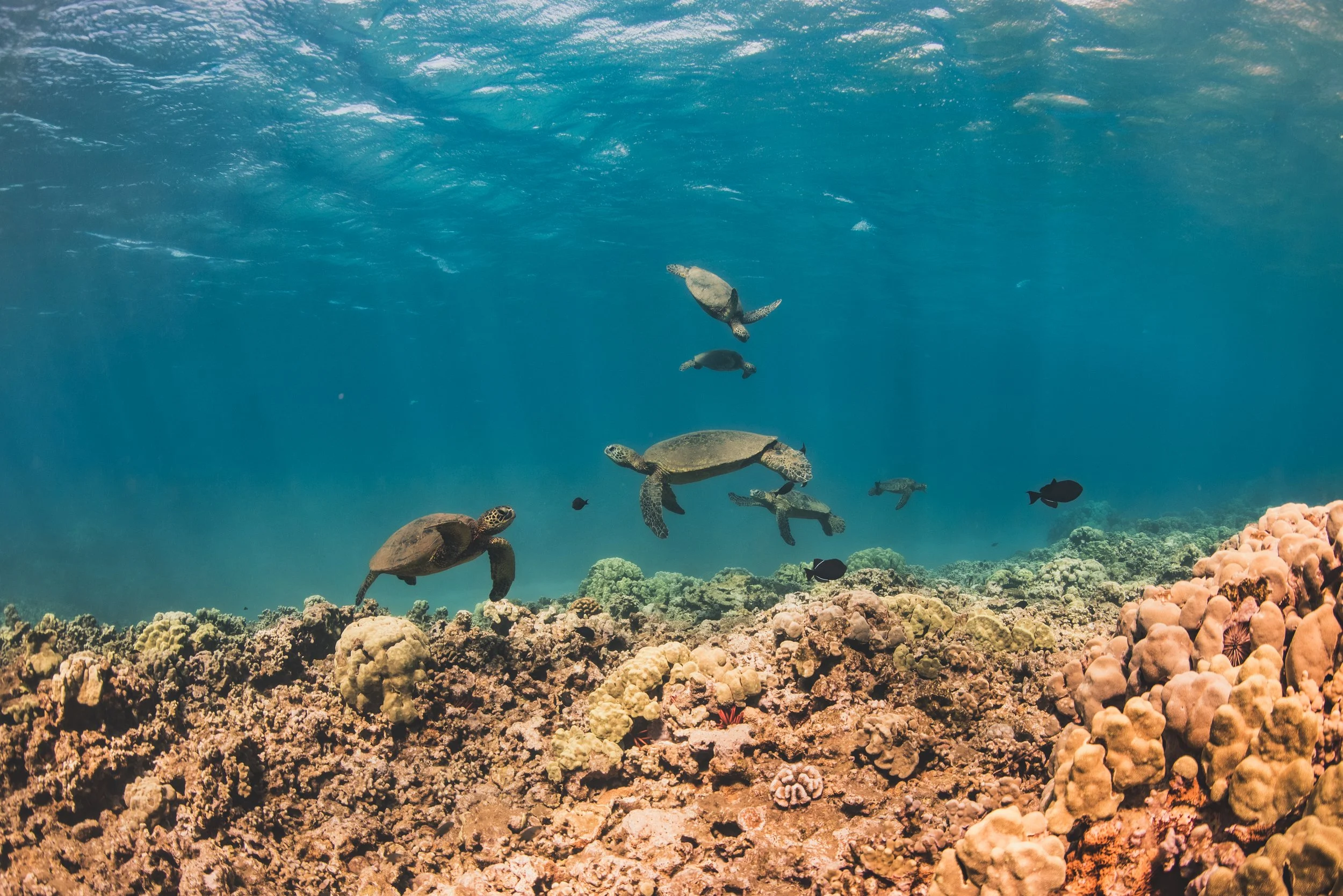 Sea turtle conservation