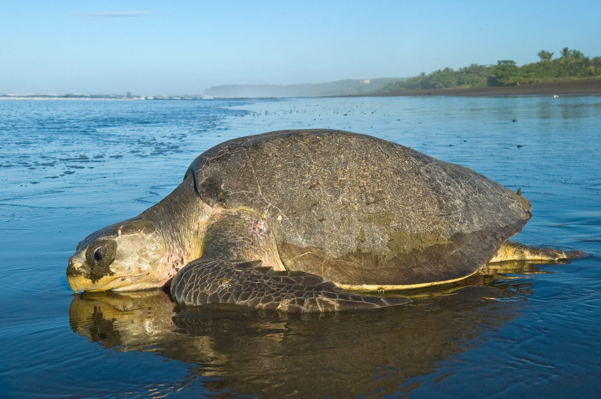 Olive Ridley Sea Turtle onshore