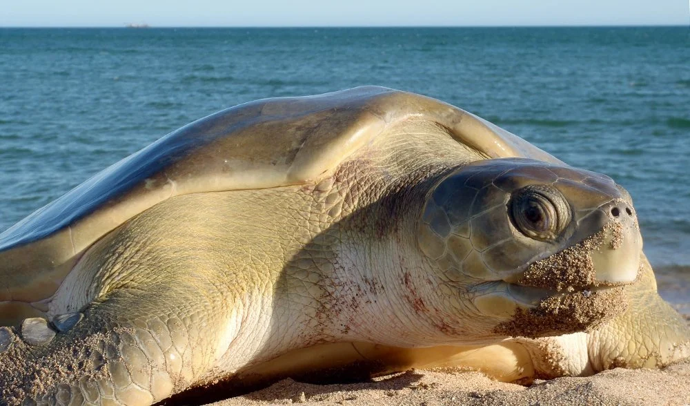 flatback sea turtle